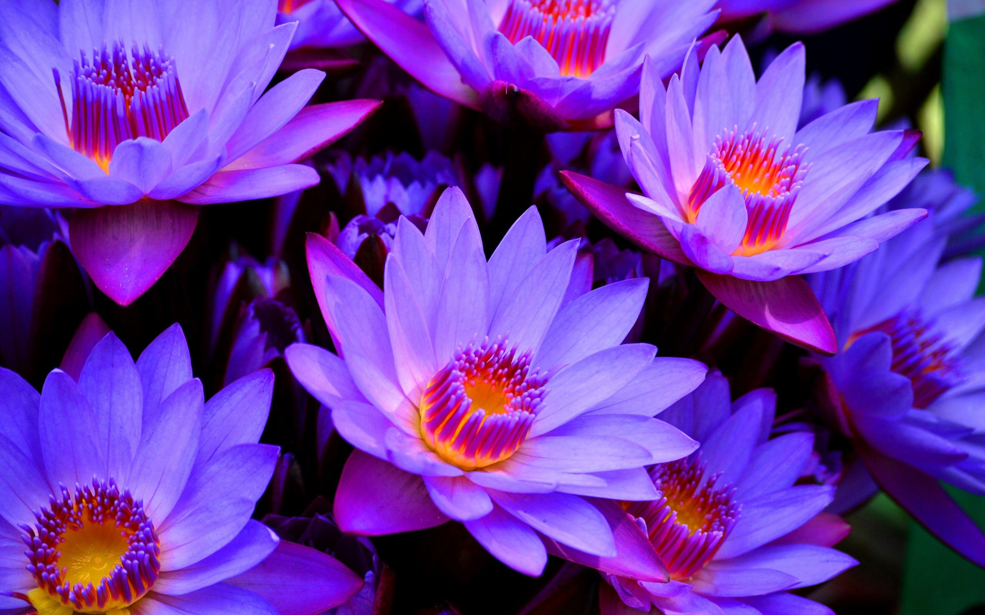 Flowering plants Blue lotus flower Full Hd Wallpaper For Desktop  backgrounds 3840x2400 : 