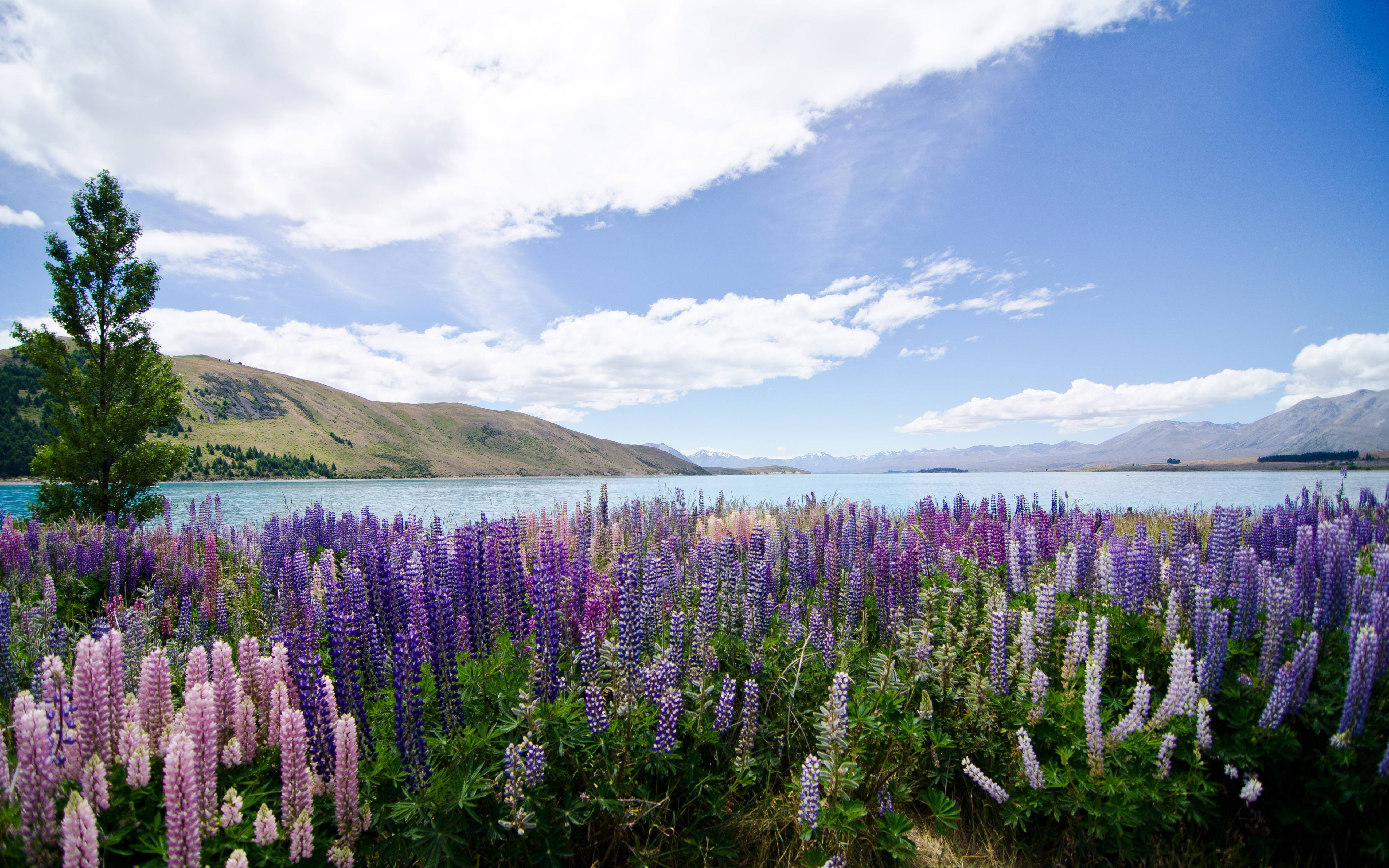 Hd Wallpaper With Flowers Lupins Lake Tekapo New Zealand : 