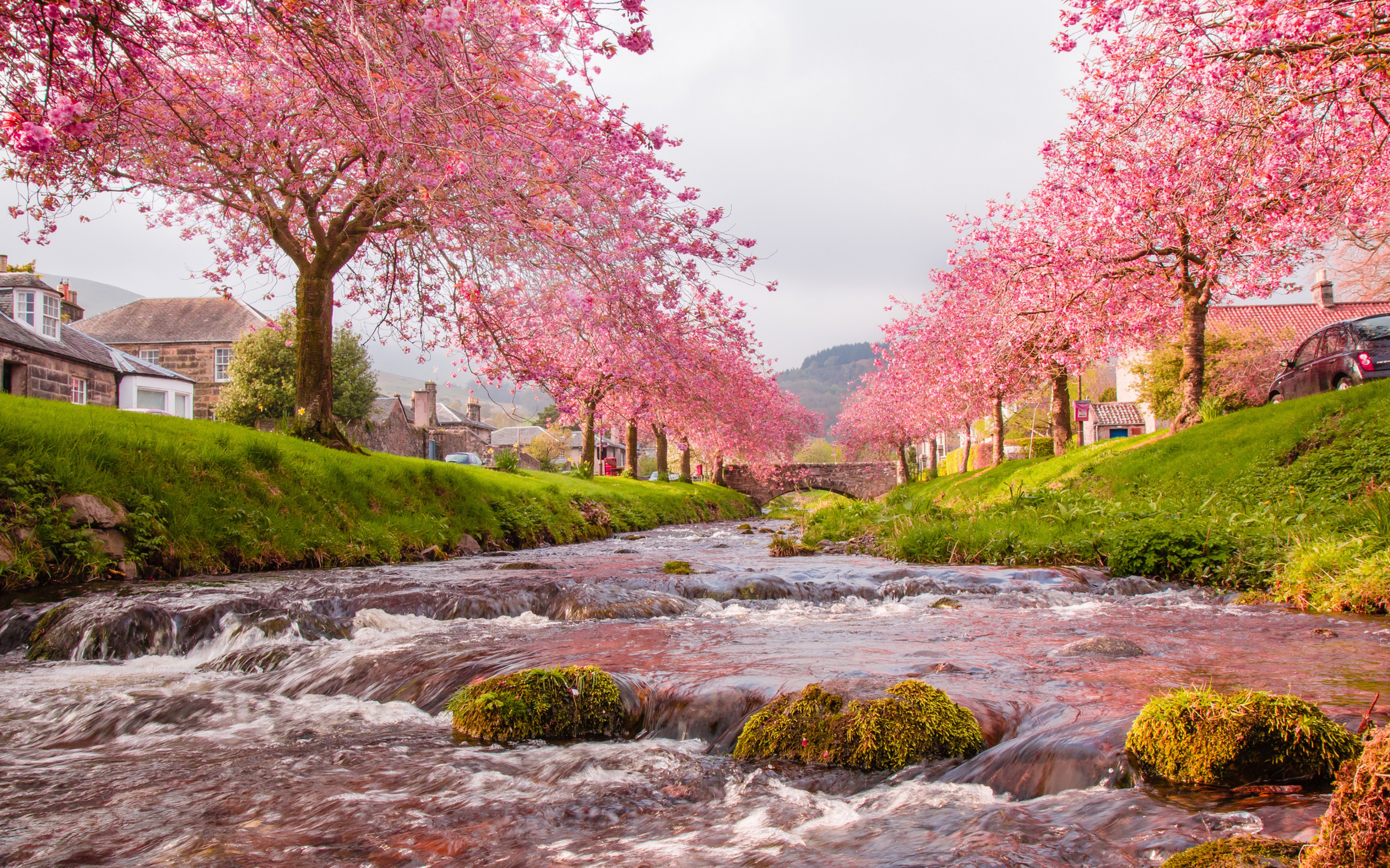 Japan Sakura River Blooming Trees, Pink Flowers, Green Grass Stones