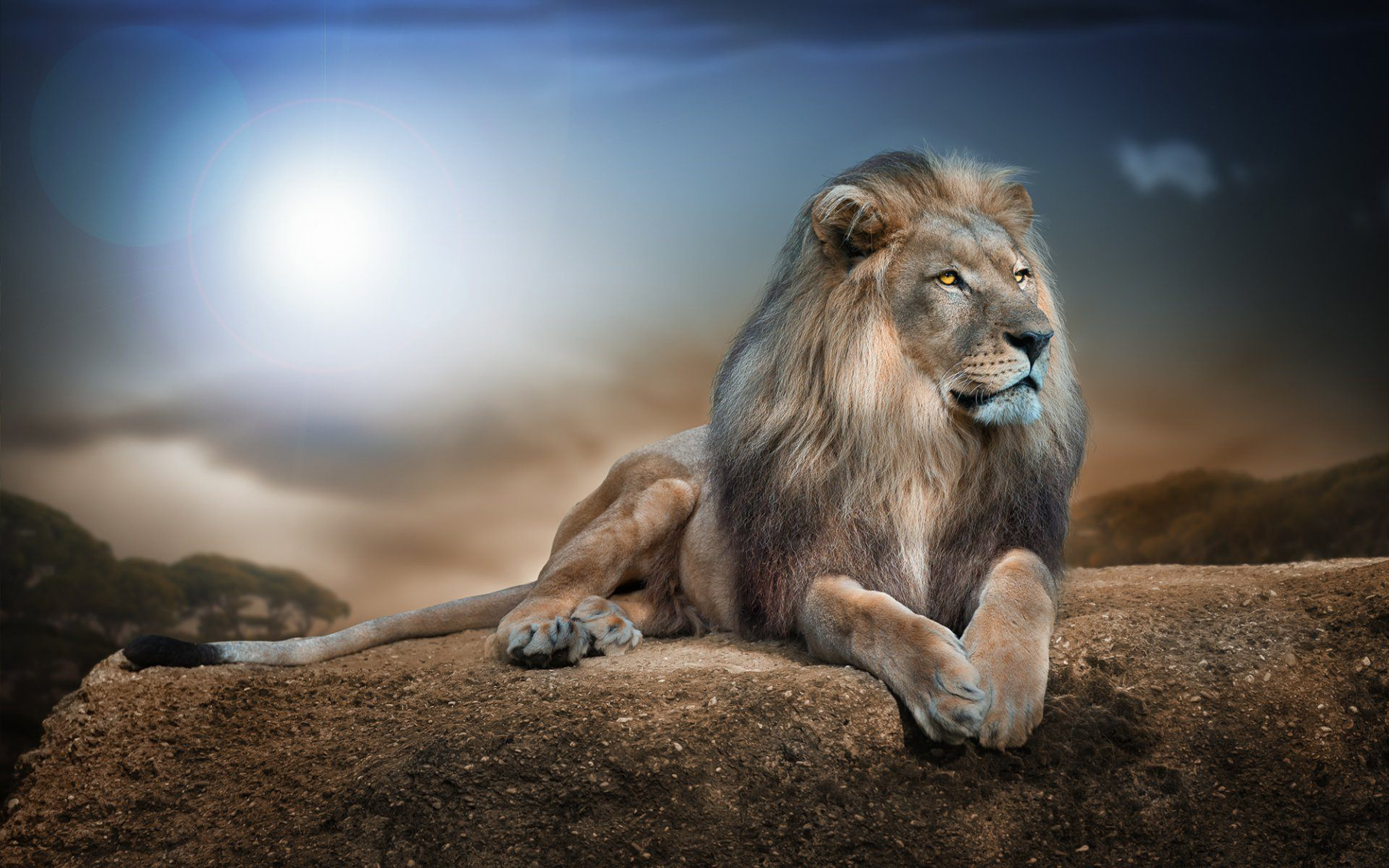 The Lion IPhone Wallpaper HD  IPhone Wallpapers  iPhone Wallpapers
