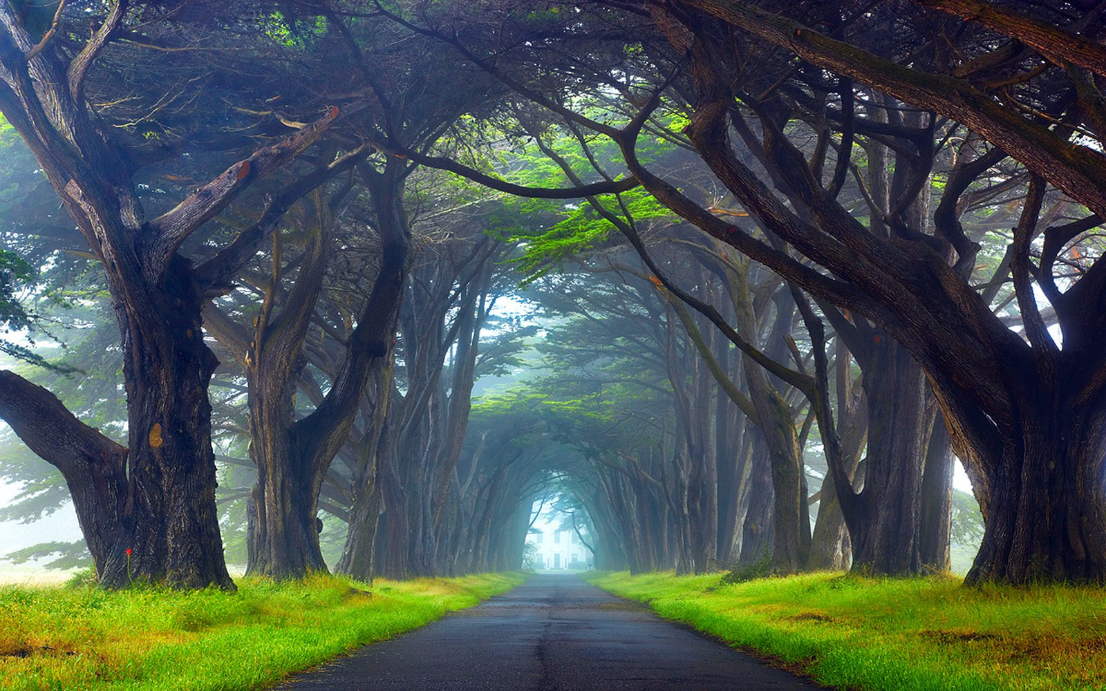 Nature Tunnel Of Trees Way Point Reyes National Seashore California