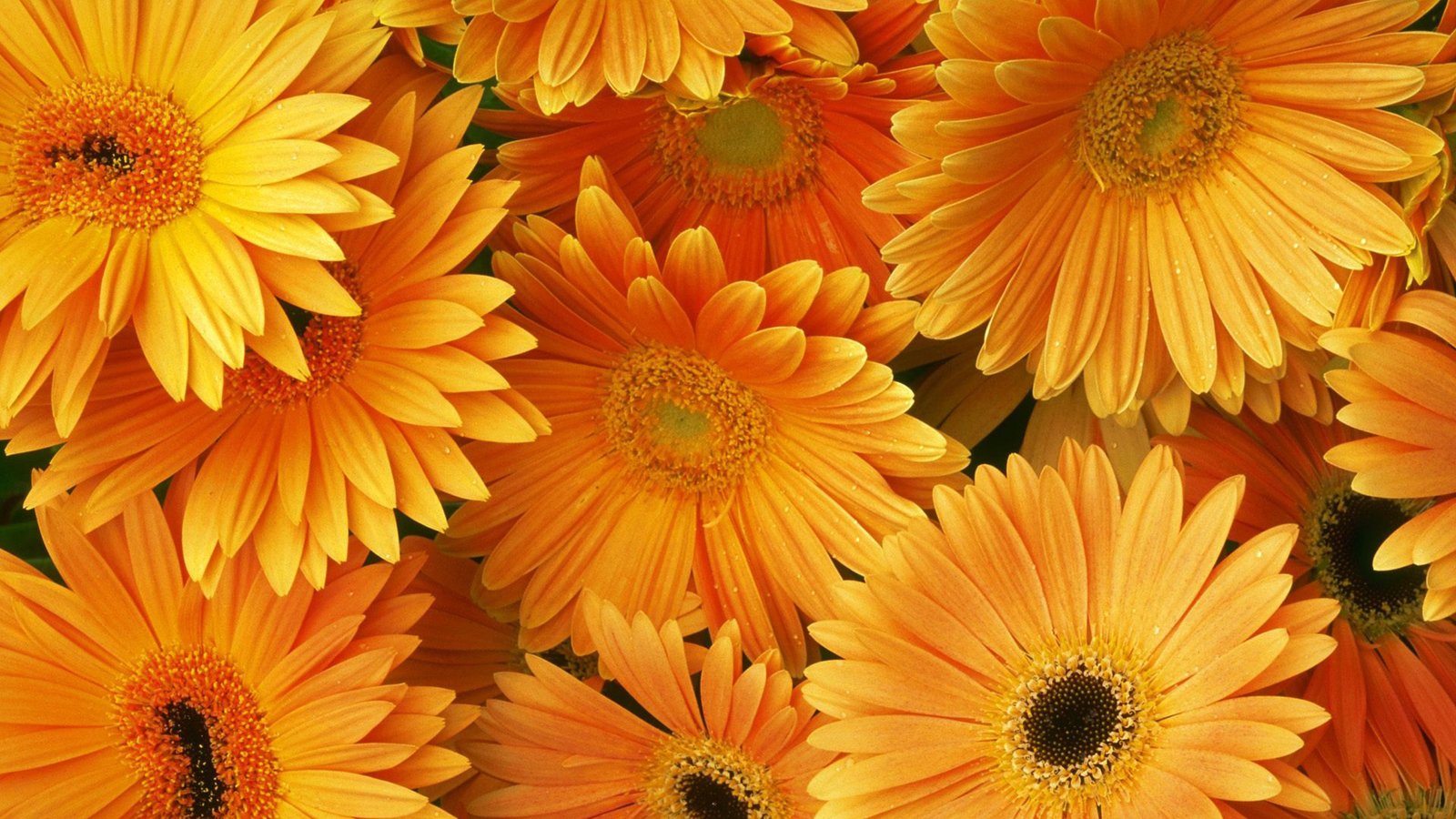 Orange Flowers Hd Desktop Backgrounds Free Download : 