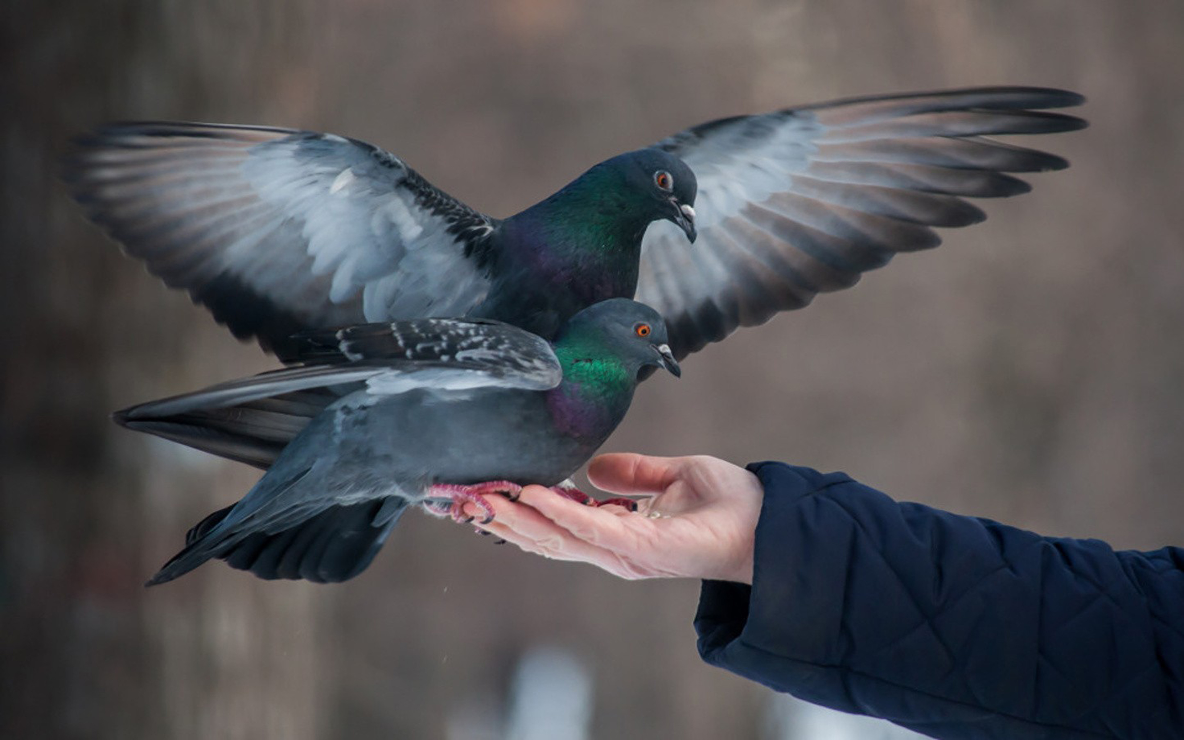 Pigeons On Hand Two Beautiful Pigeon Feeding From Hand Detsktop Wallpaper  Hd : 
