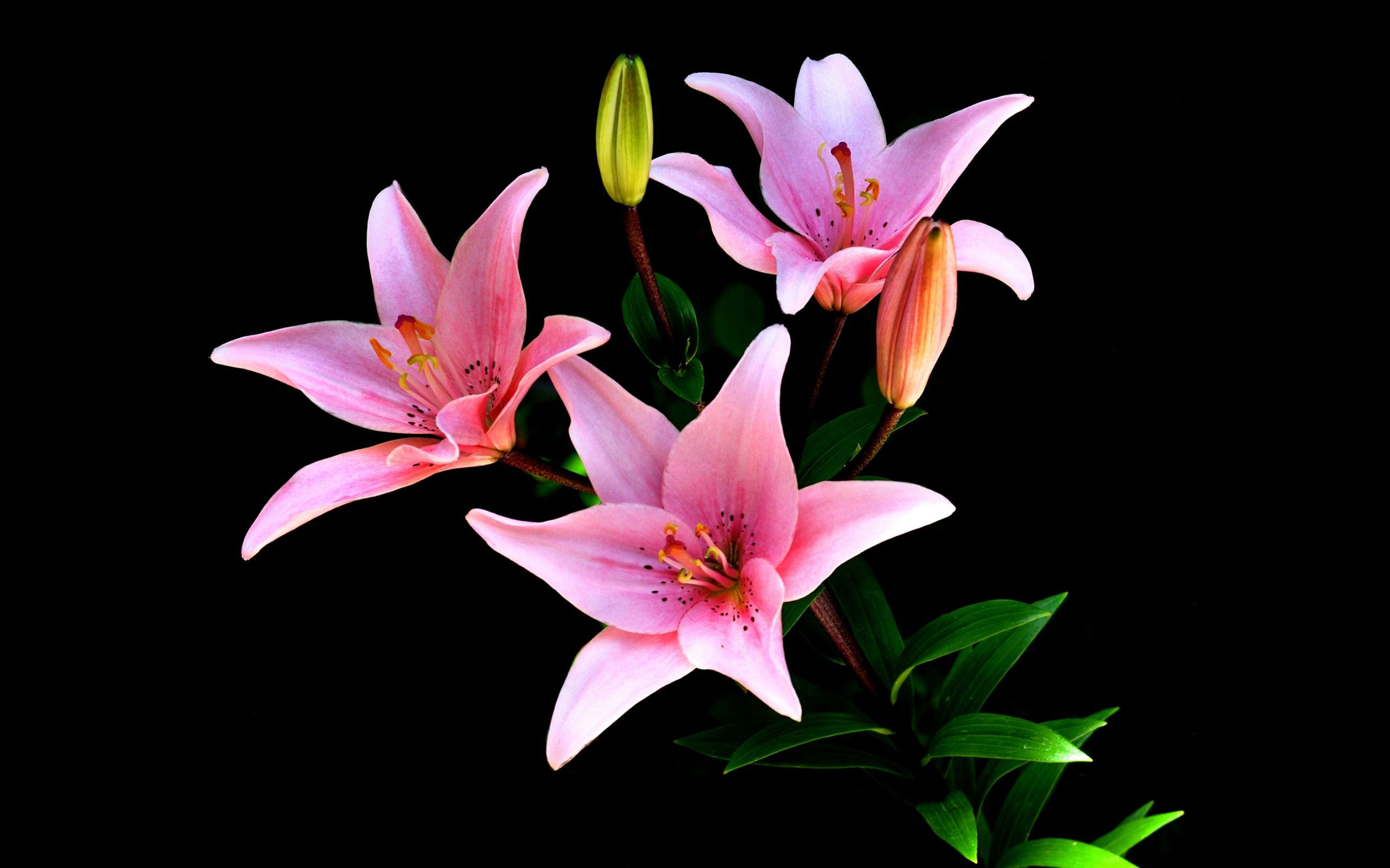 Pink Lilly Flowers Wallpaper Widescreen Hd