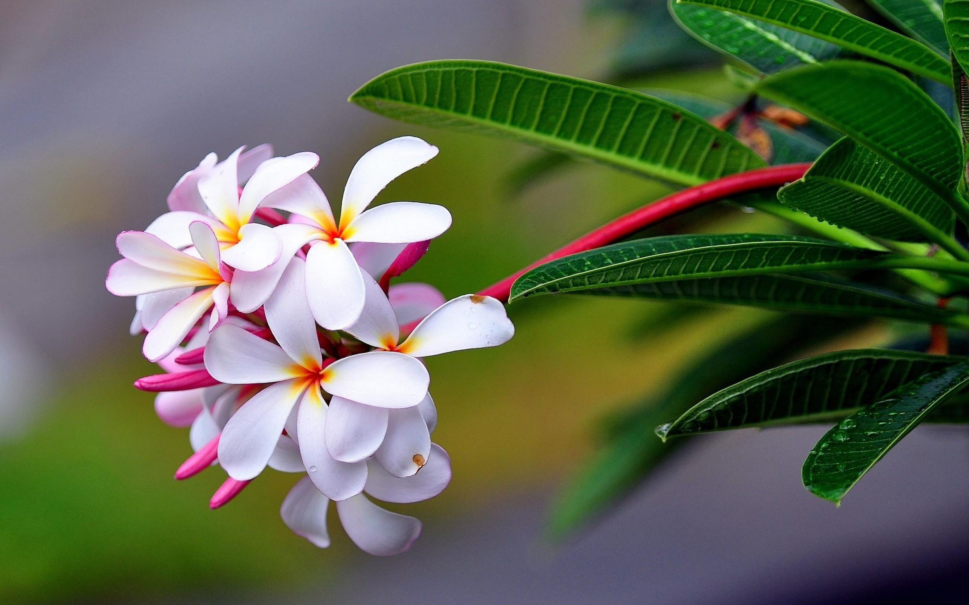 Plumeria Branch With Green Leaves And White Flowers Wallpaper Hd