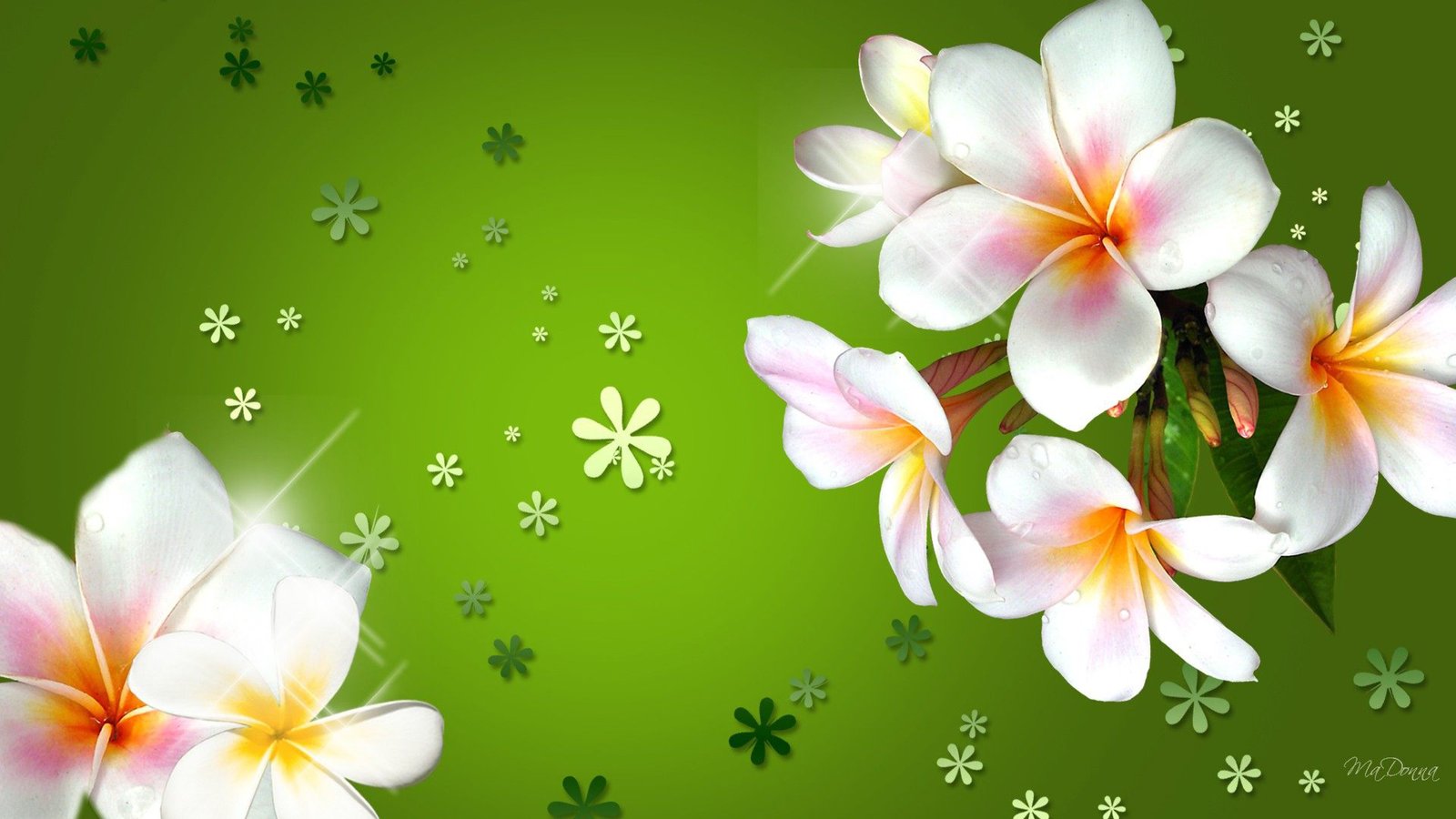 Plumeria Three Colored Flowers With Bright Green Background