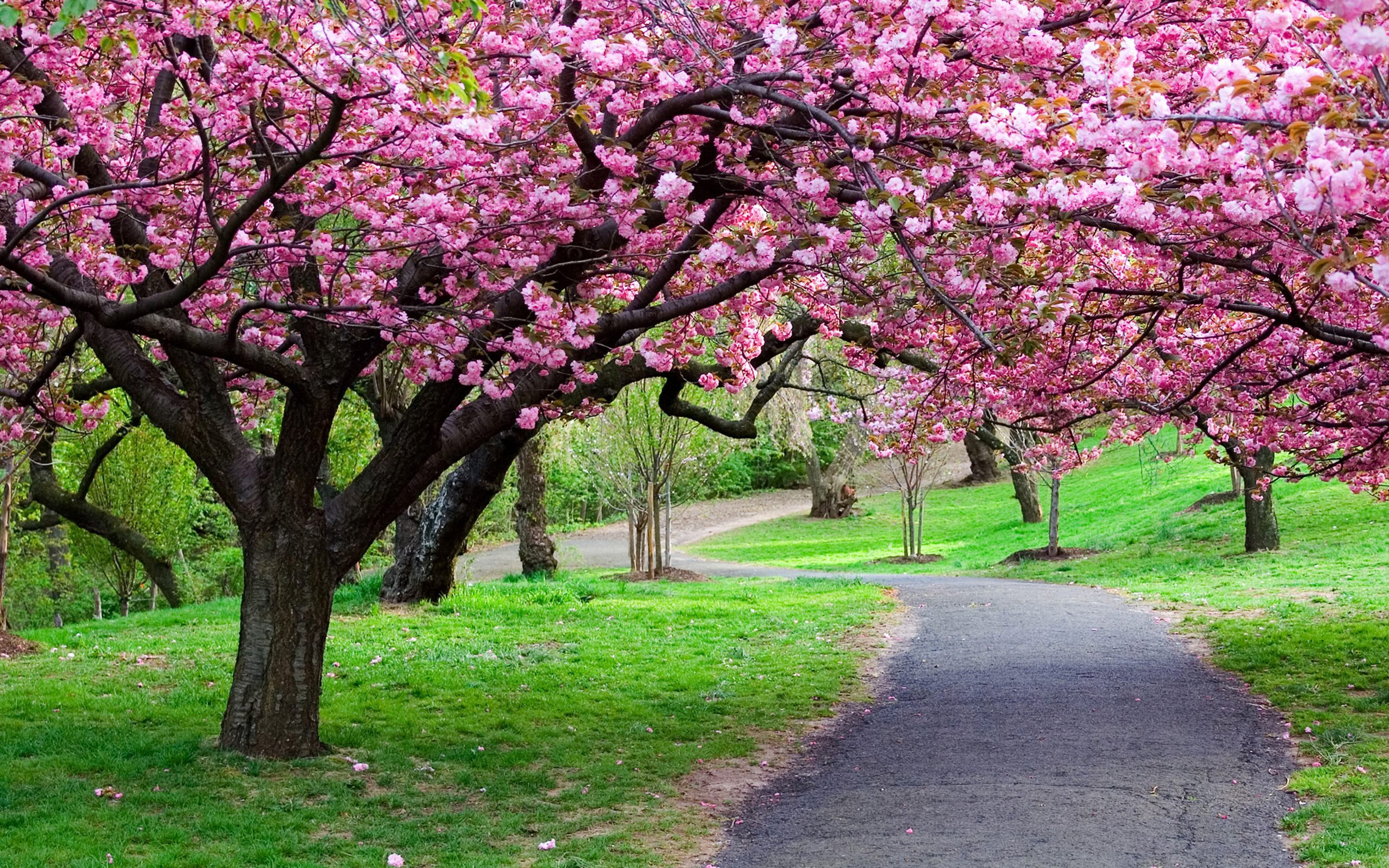 Ppark Green Grass, Blooming Trees, Pink Flowers From Blossoms