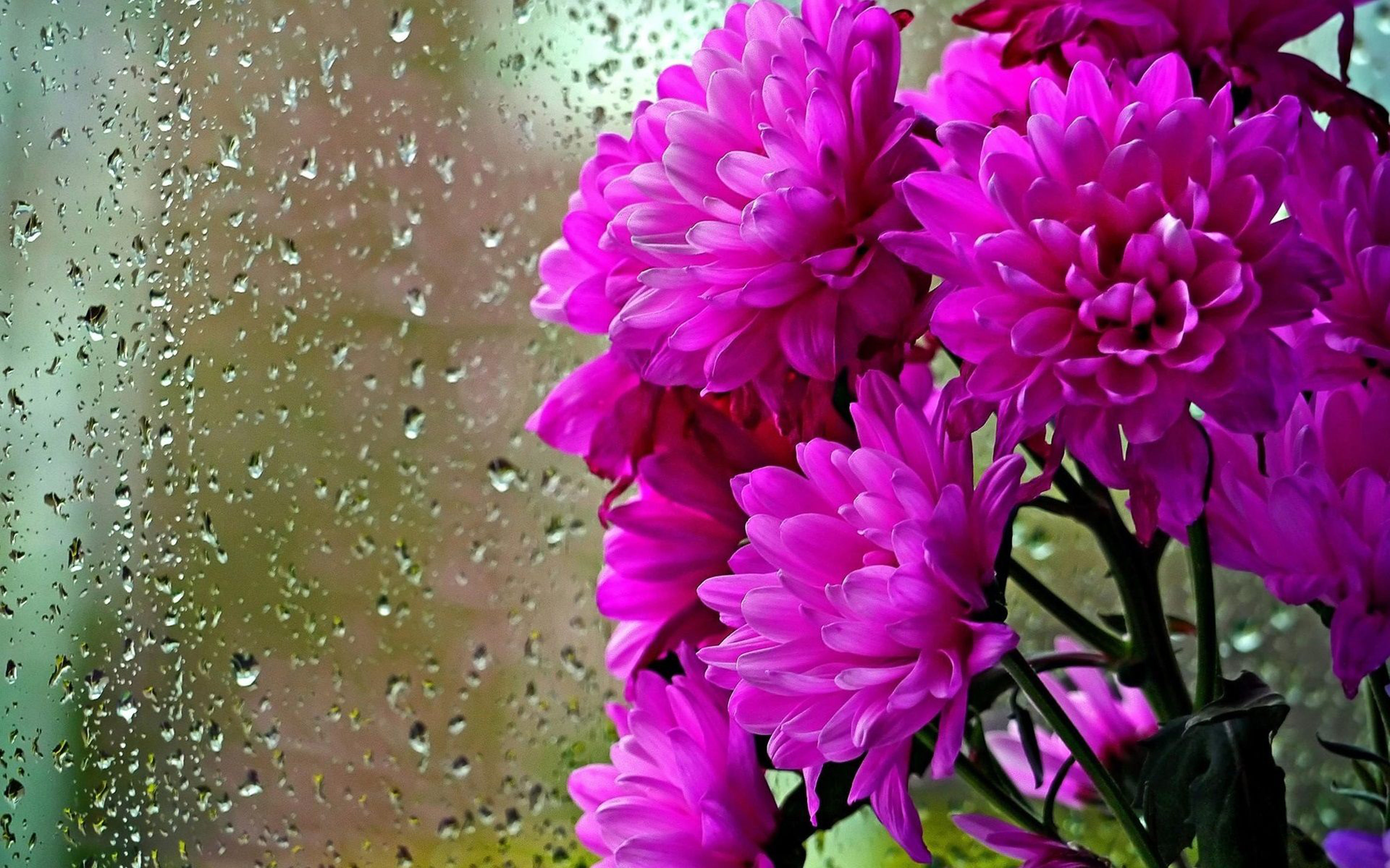 Purple Flowers Chrysanthemums Glass Drops Water Rain Hd Wallpapers For