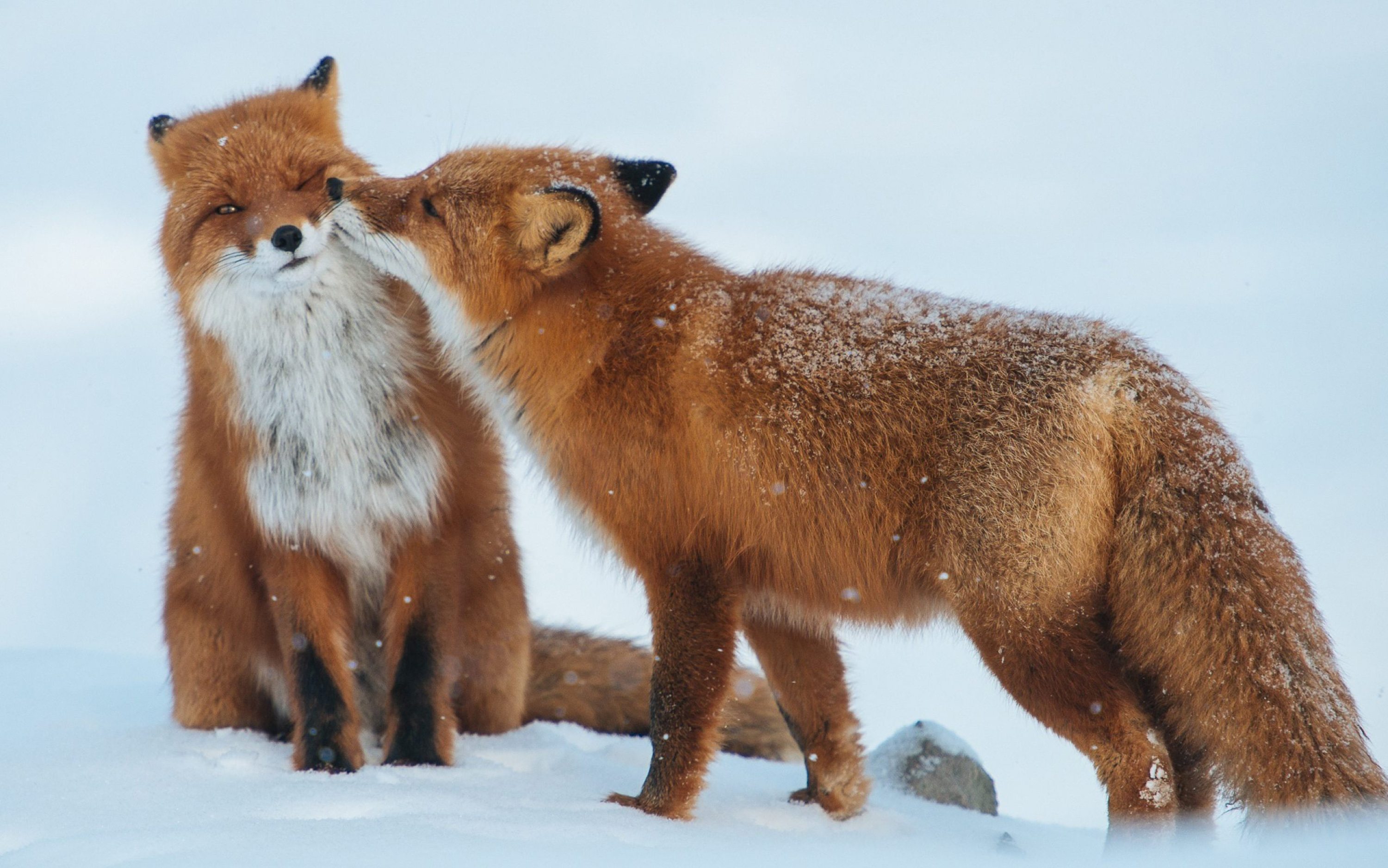 Lovely_foxes 7 Of