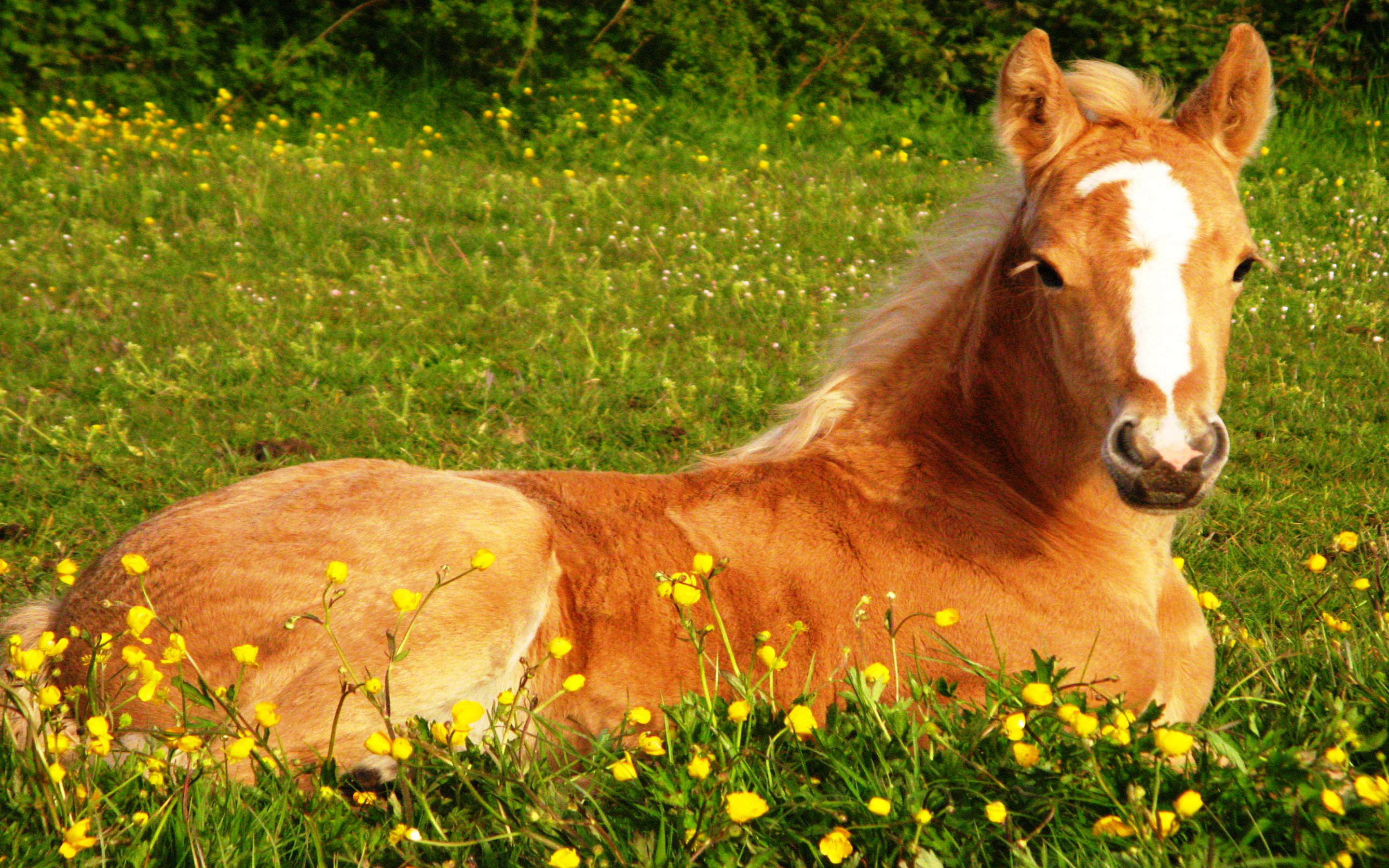 Милые лошадки. Лошадки. Милые лошади. Картинки лошадей. Жеребенок.