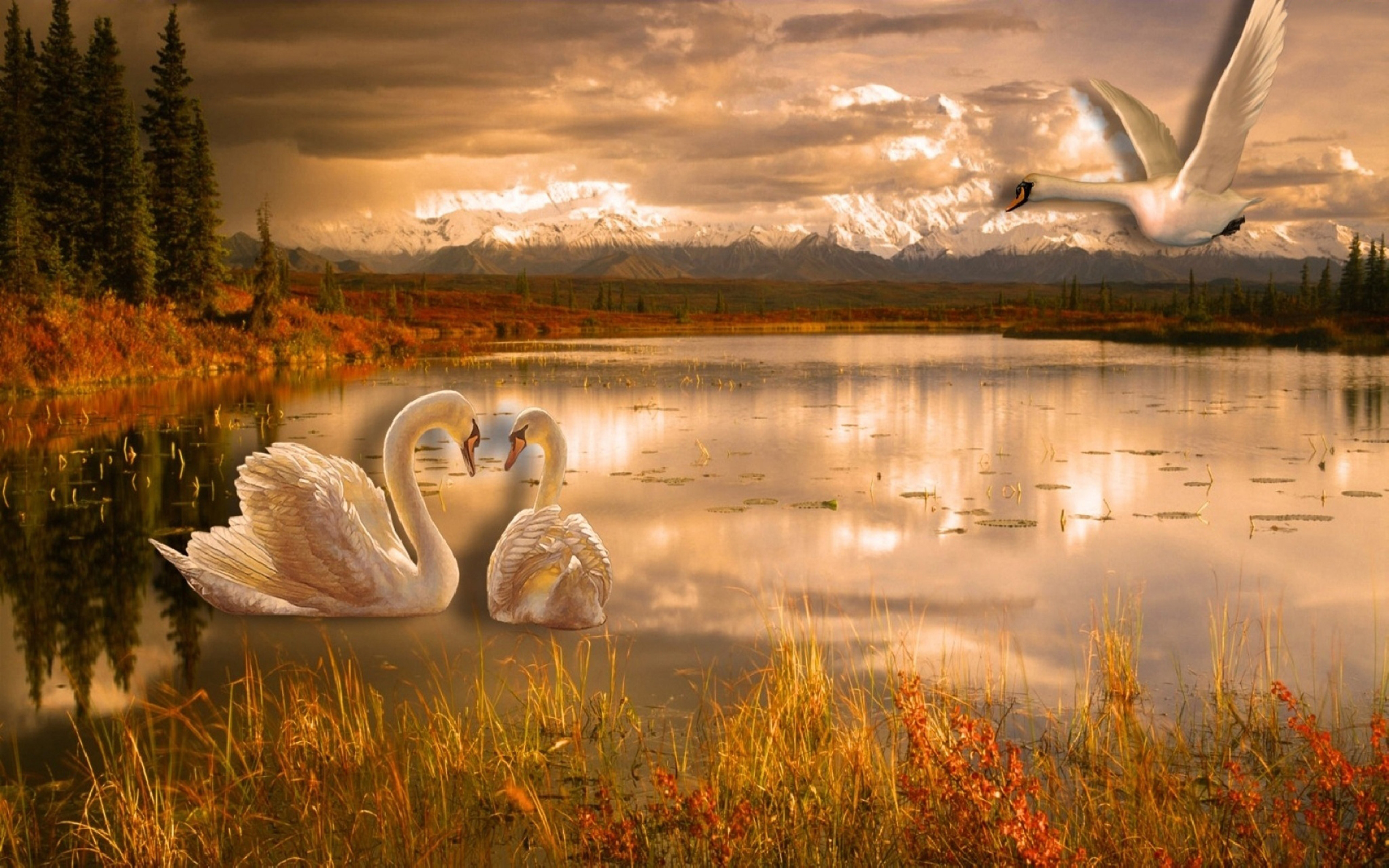 Swan Lake Romance Desktop Wallpaper Hd 3840x2400 : Wallpapers13.com