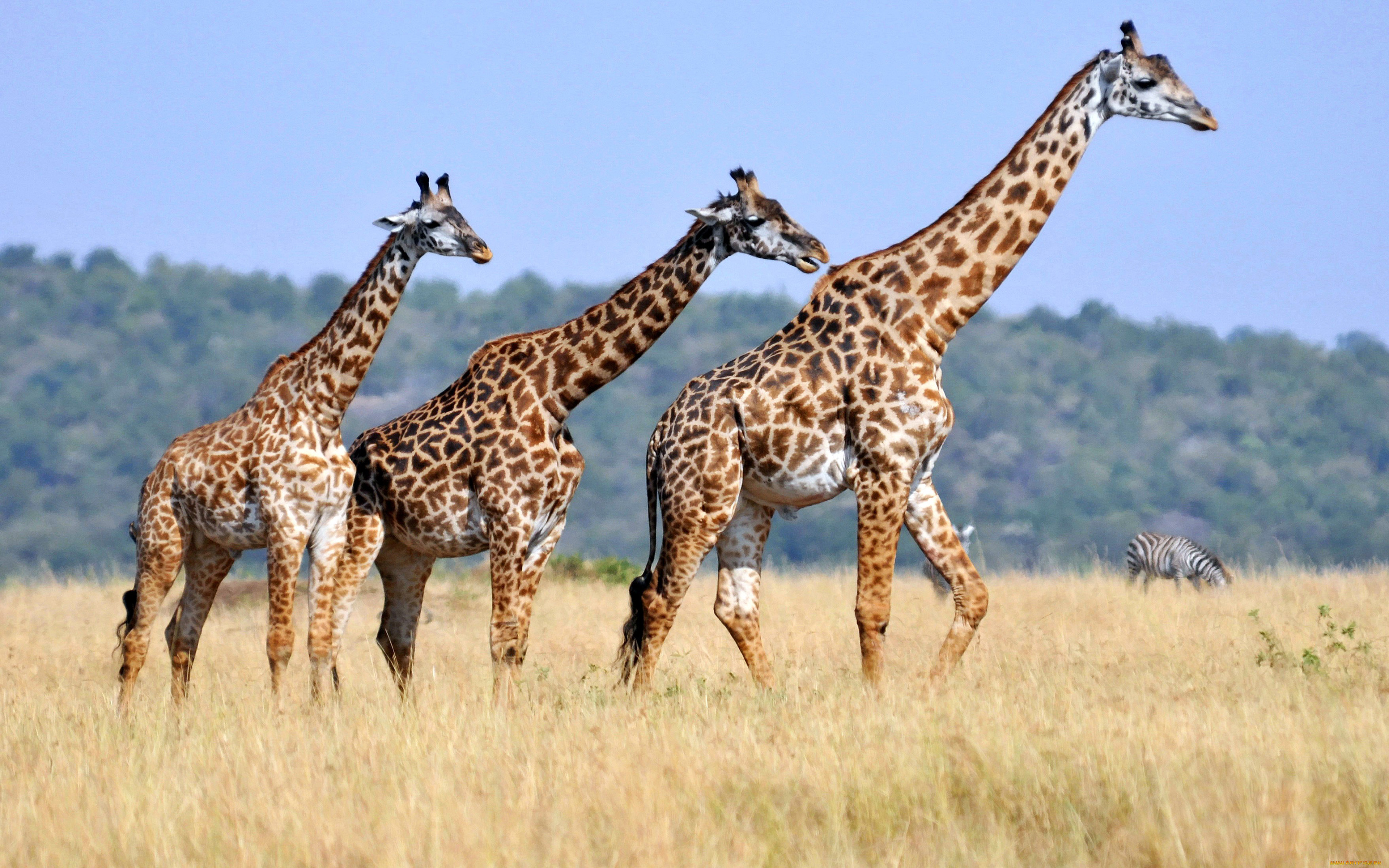 Жираф африканское животное. Giraffa Giraffa животные. Животные Африки. Животные Африки Жираф. Южноафриканский Жираф.