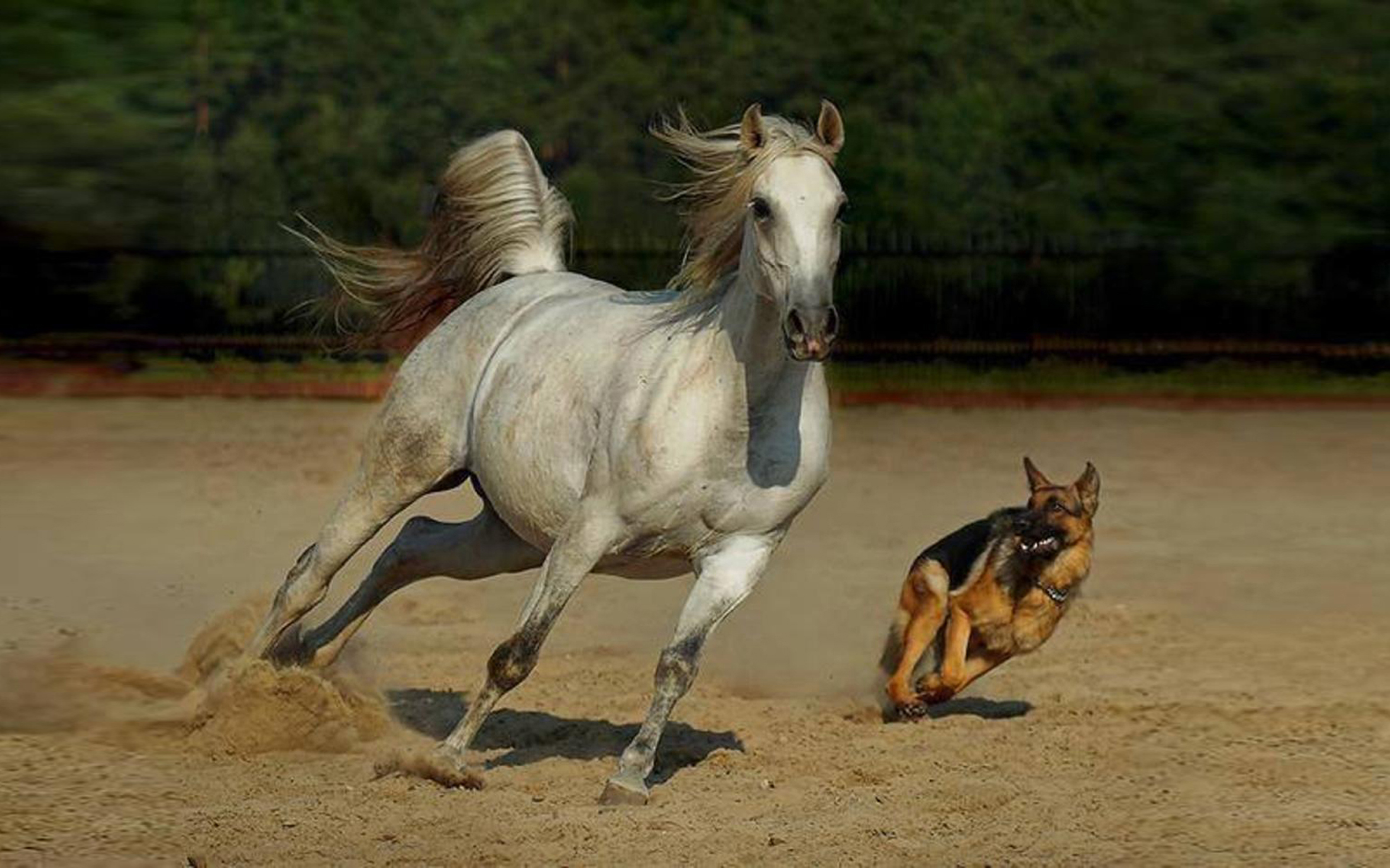 Просто лошадки. Андалузская борзая. Берберийская лошадь. Арабская лошадь. Арабский скакун.