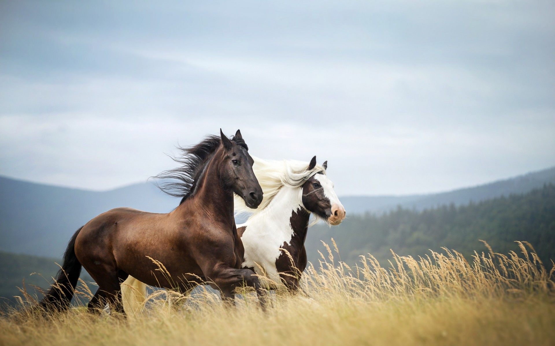 Two Horses Running In Nature Dry Reed Grass Hd Wallpaper : Wallpapers13.com