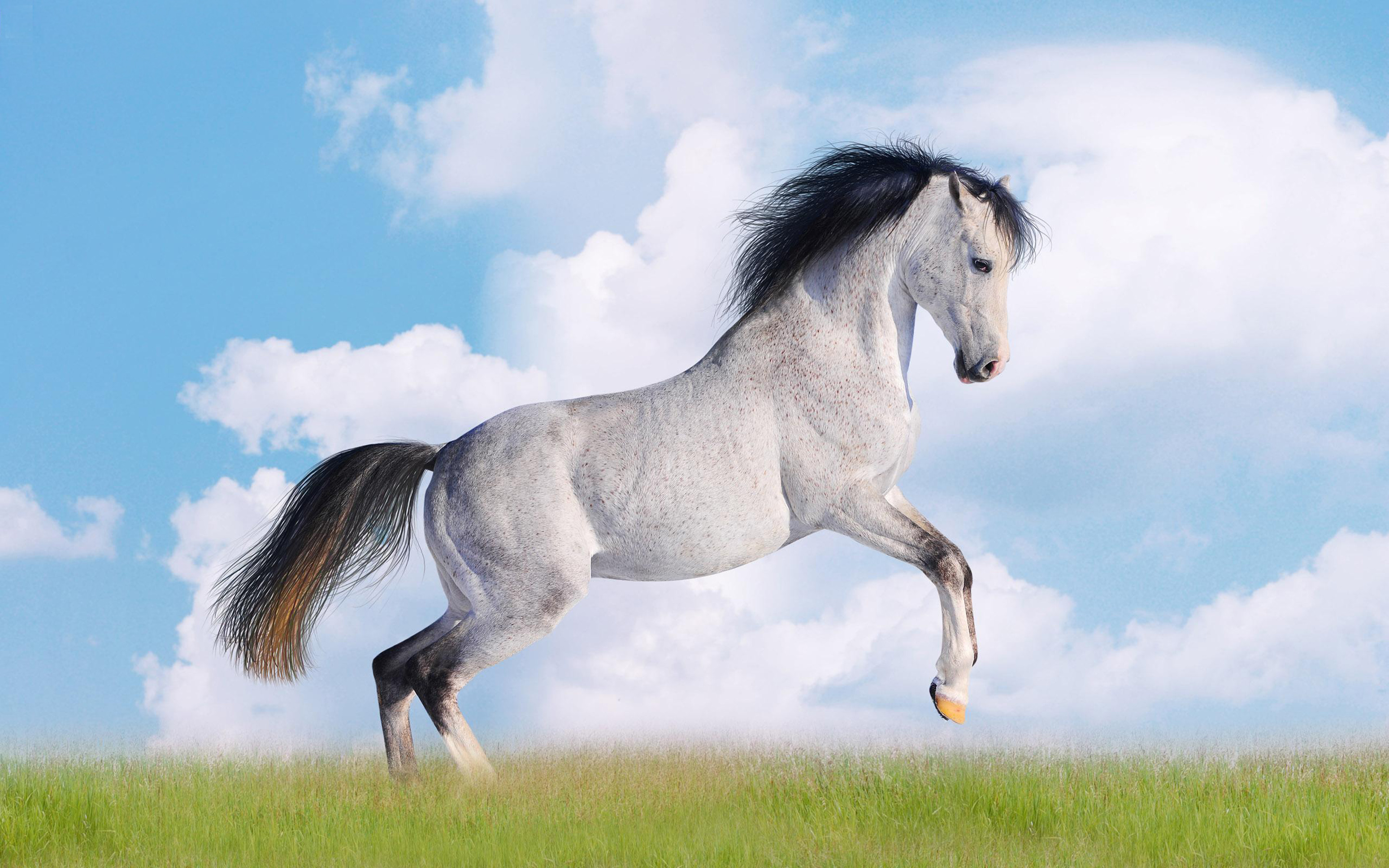 White Horse Desktop Wallpapers HD free download for windows :  