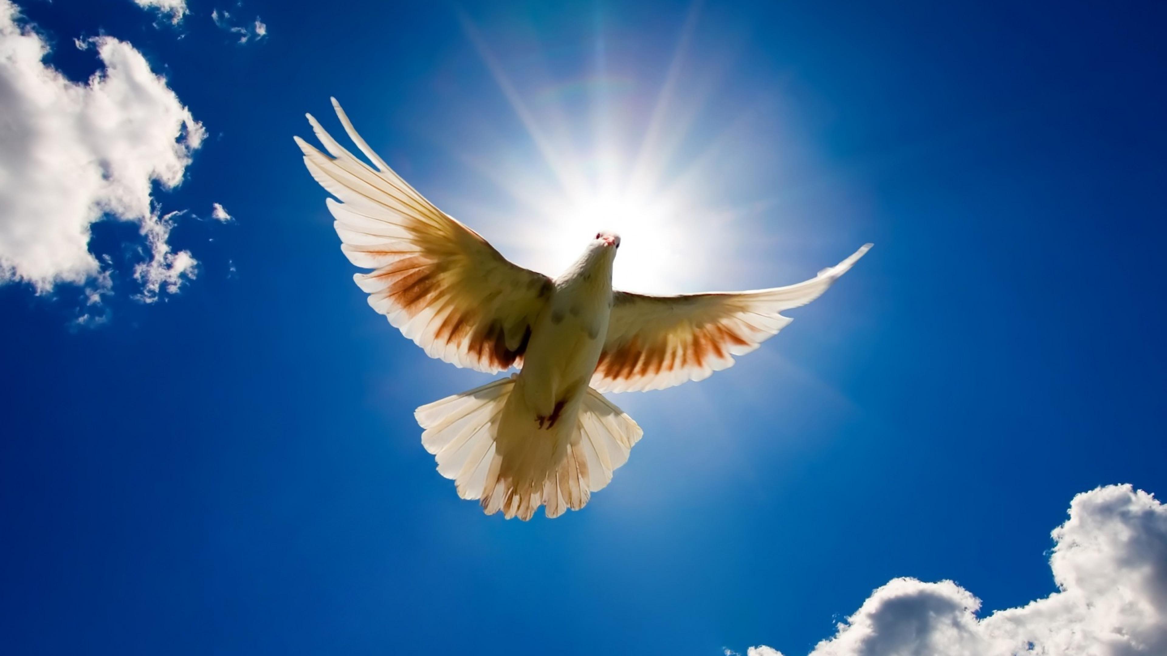 Песня солнце в небе птички пели. Птицы в небе. Голуби в небе. Белые голуби в небе. Голубь в небесах.