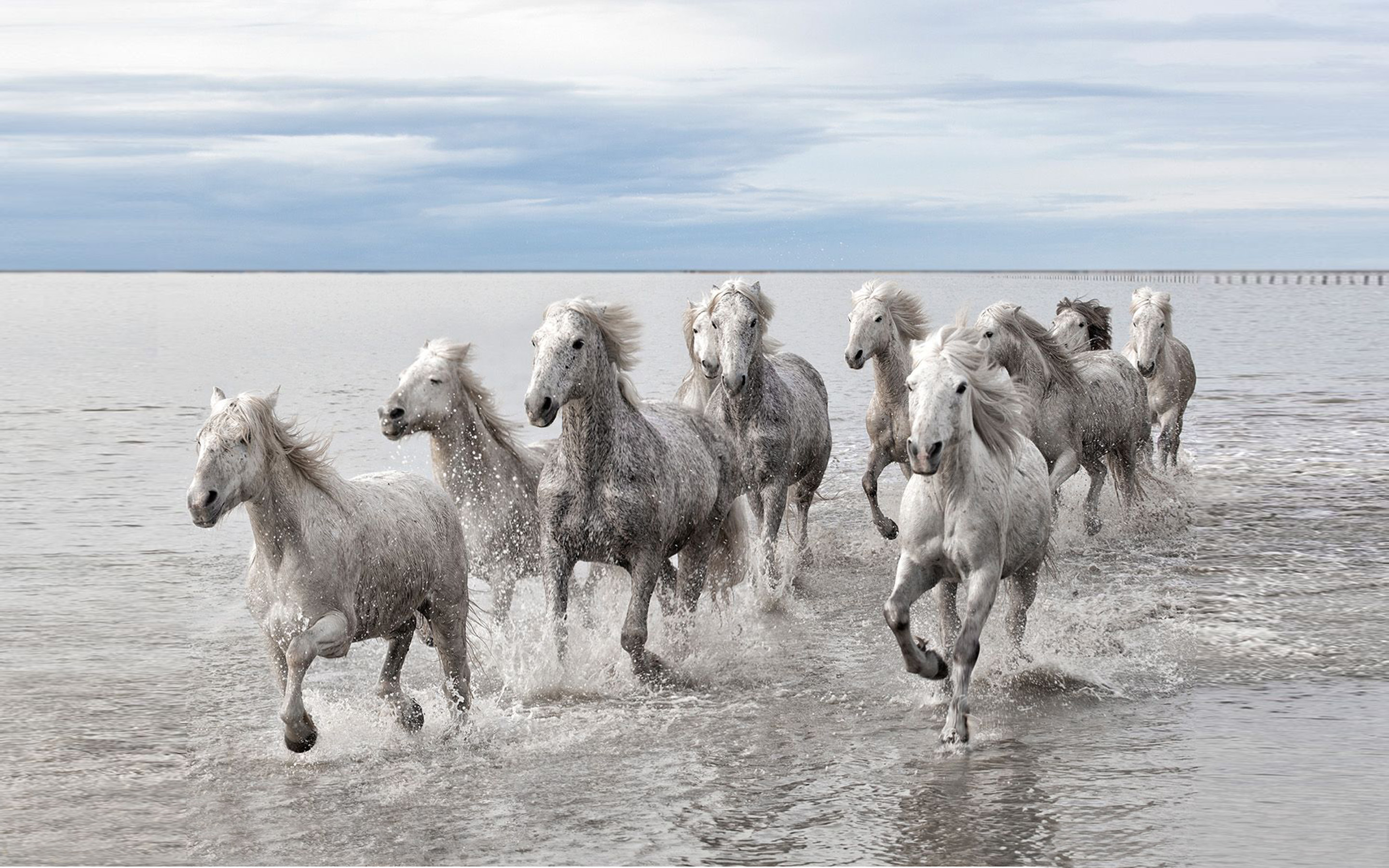 White Horse Galloping In Marine Water Hd Desktop Wallpaper