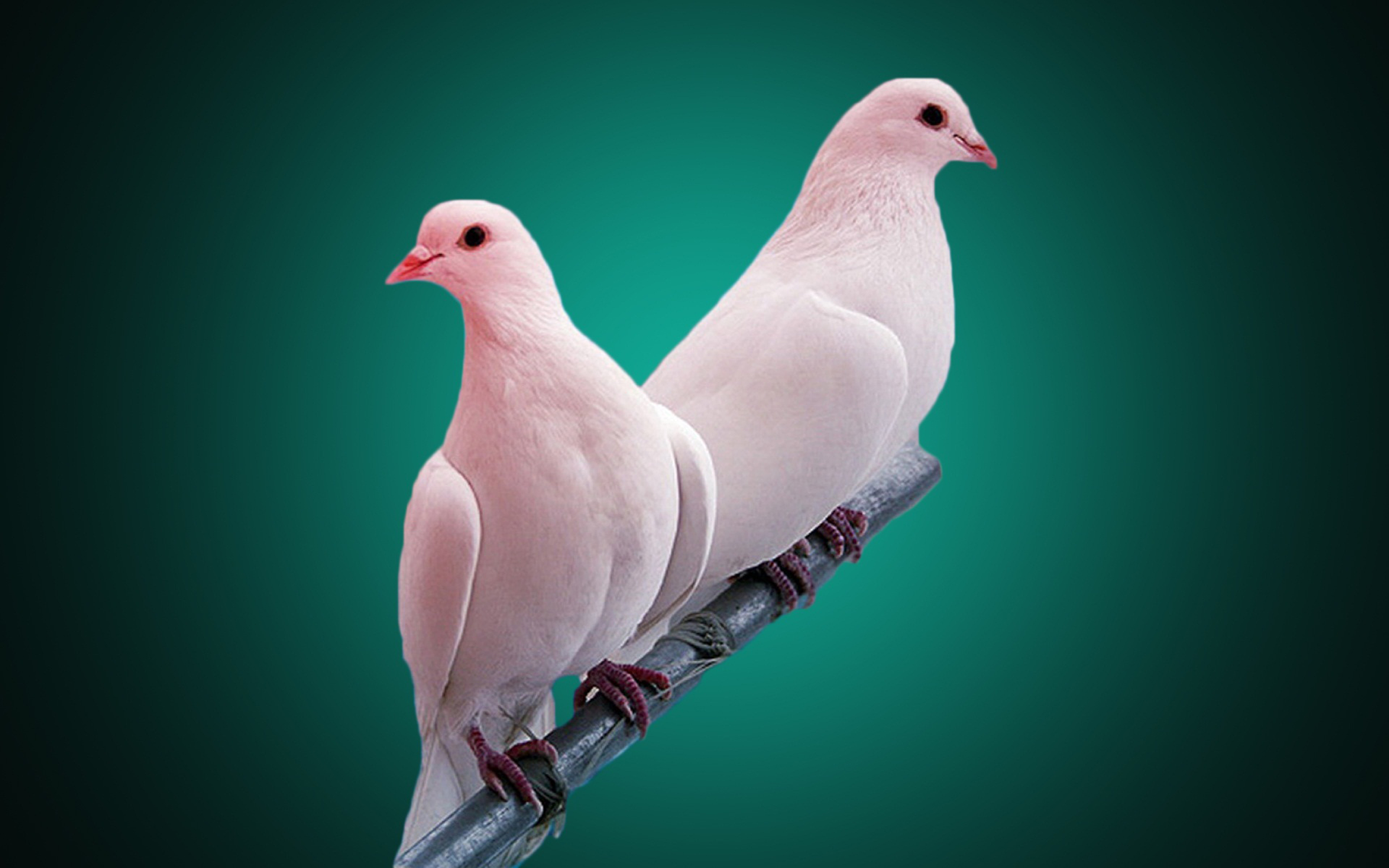 White Pigeon Branch Turquoise Green Wallpaper Hd : 