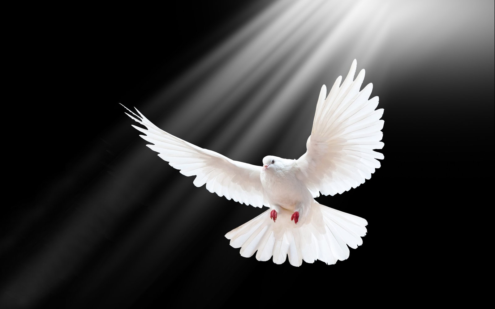 White Pigeon Flight Spread Wings Rays Black Wallpaper Widescreen Hd