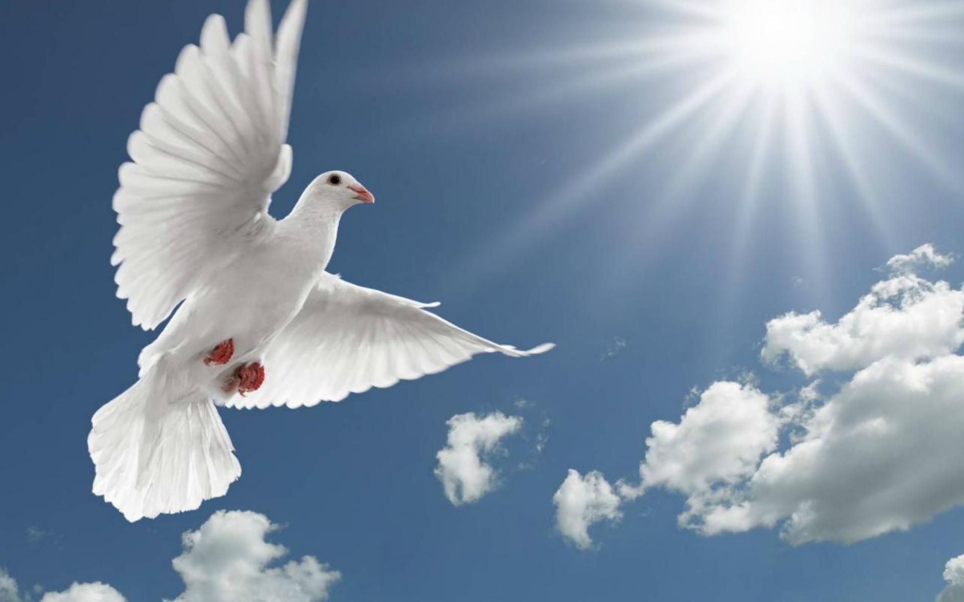 White Pigeon Flying, Spread Wings Sun Rays Hd Desktop Wallpaper