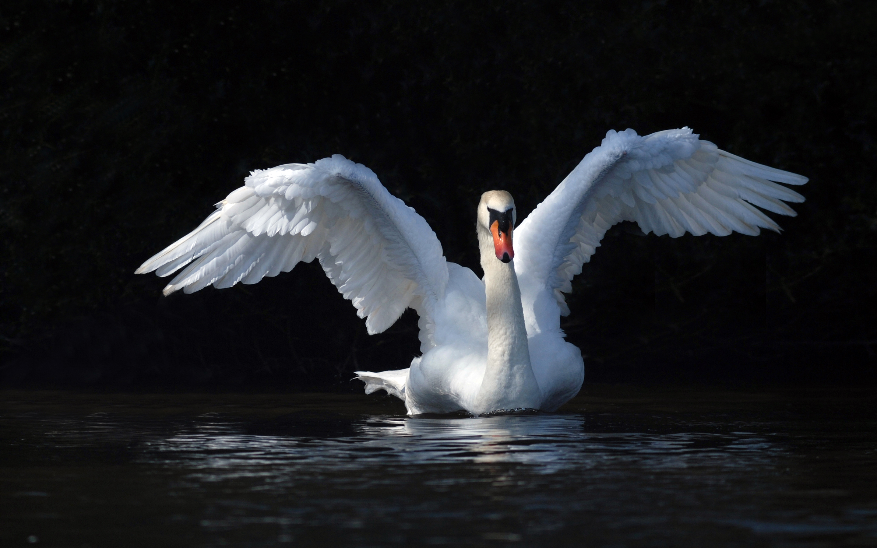 White Swan With Outstretched Wings Water Hd Wallpaper Download For Mobile :  
