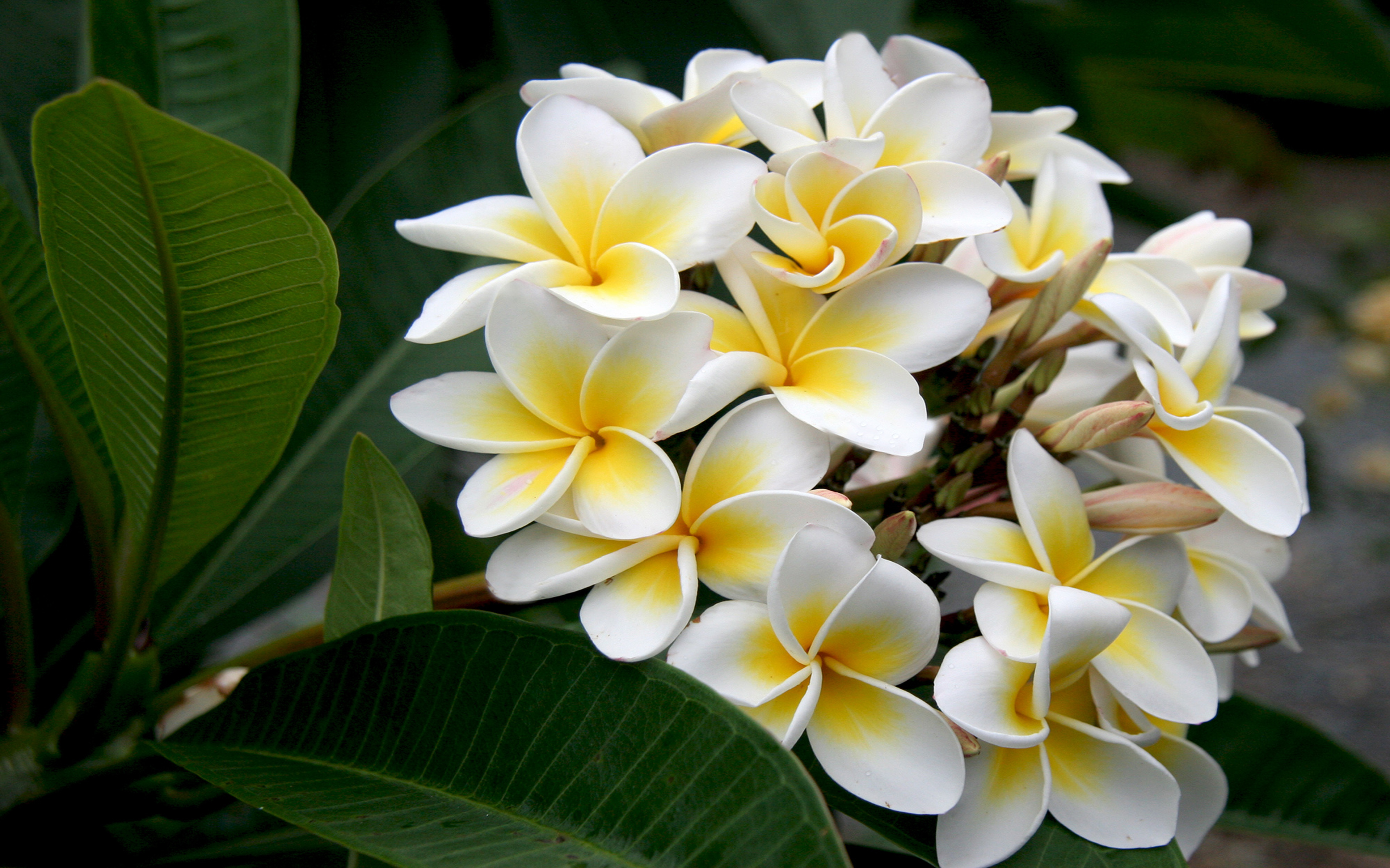 White Yellow Plumeria Branch With Green Leaves And Flowers Wallpaper ...