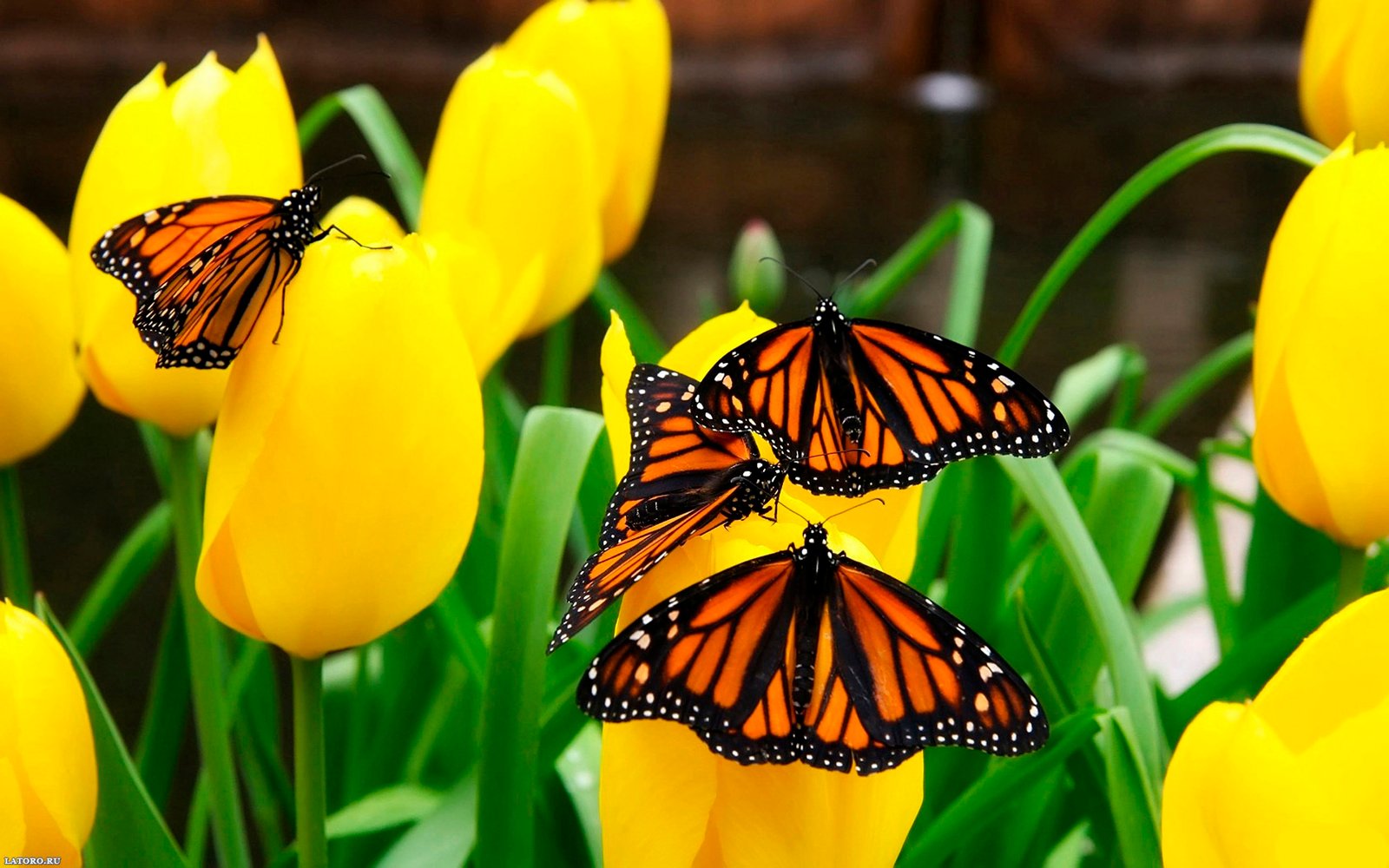 Yellow Tulips And Orange Butterflies 2560x1600 Hd Wallpaper