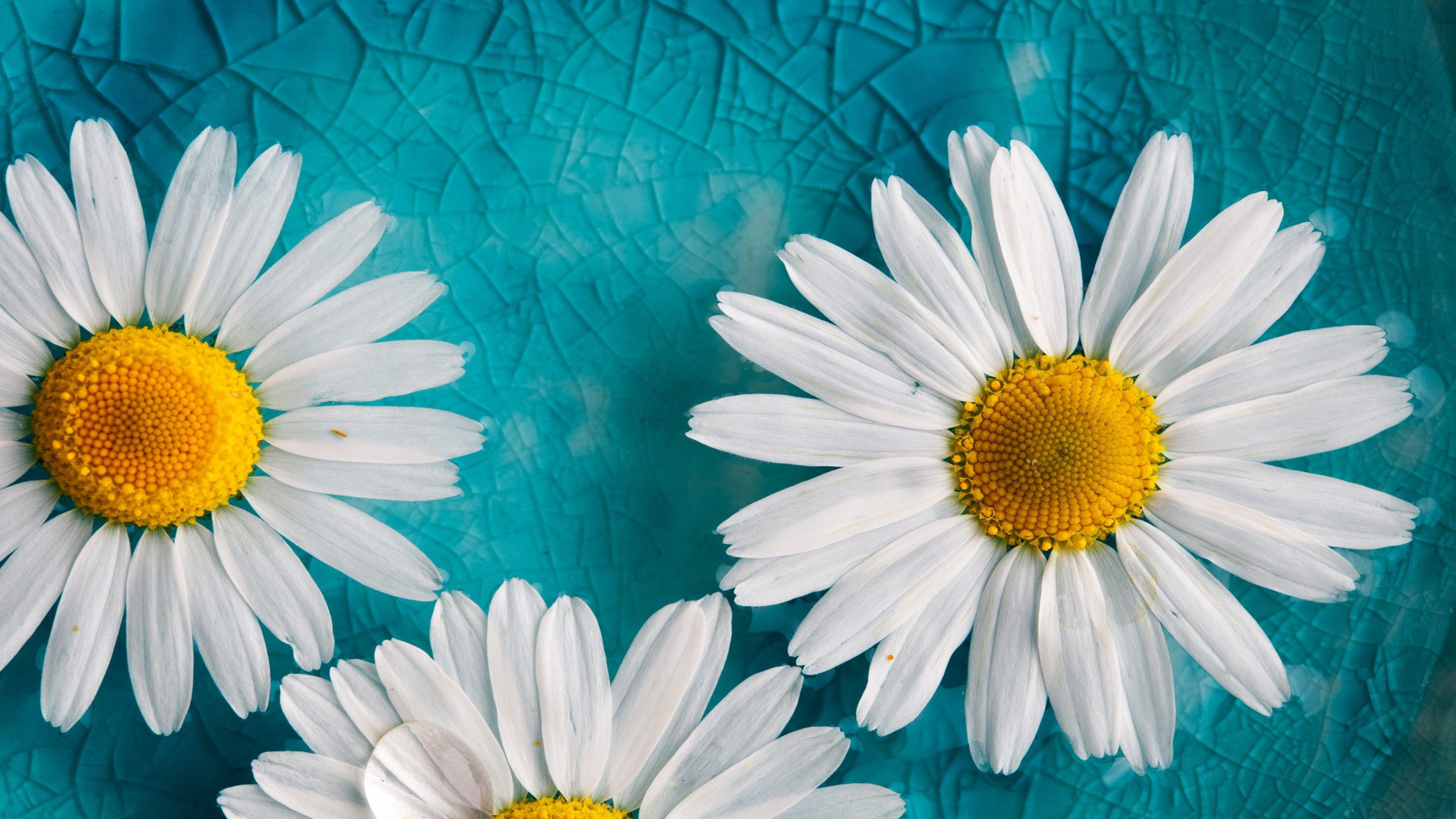Yellow White Flowers Blue Cracked Glass Hd Wallpaper Download For Mobile :  