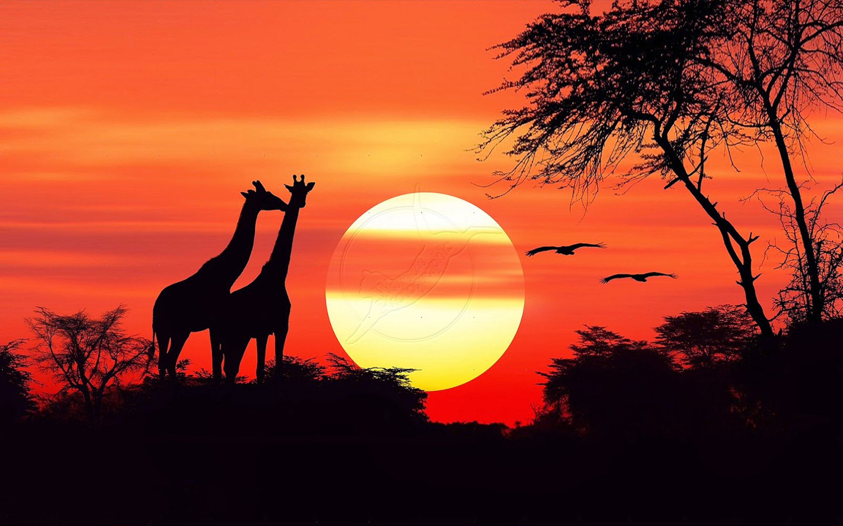 African Sunset Hd Wallpapers For Mobile Phones And Pc  Wallpapers13com