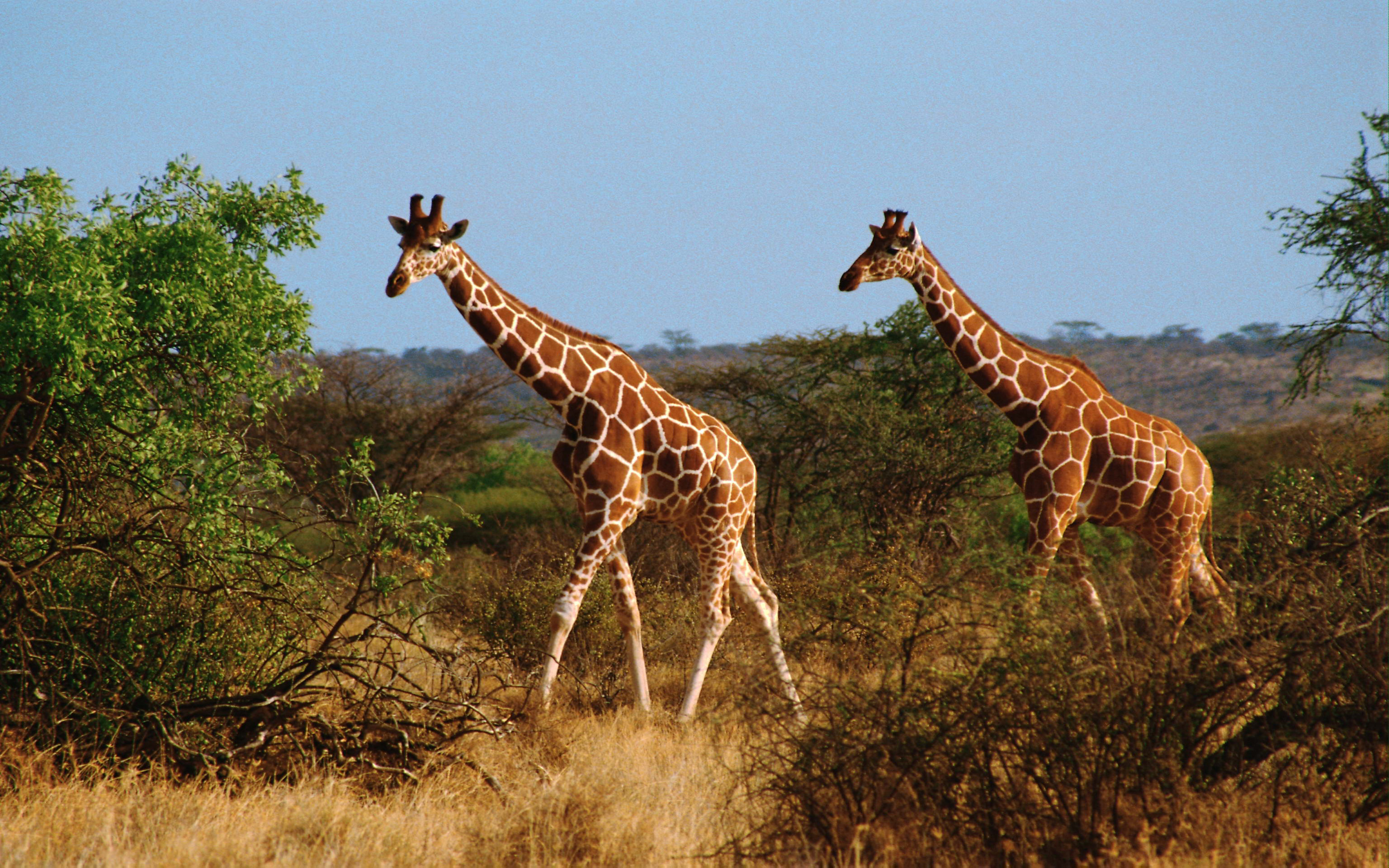Жираф африканское животное. Животных Африки. Жираф. Жирафы в саванне. Африканские звери.