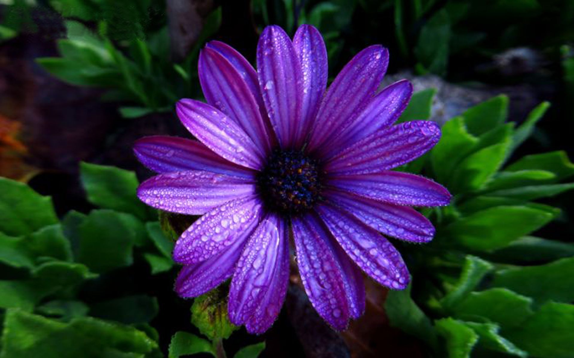 Aster Flower Dark Purple Color With Water Droplets Full Hd ...