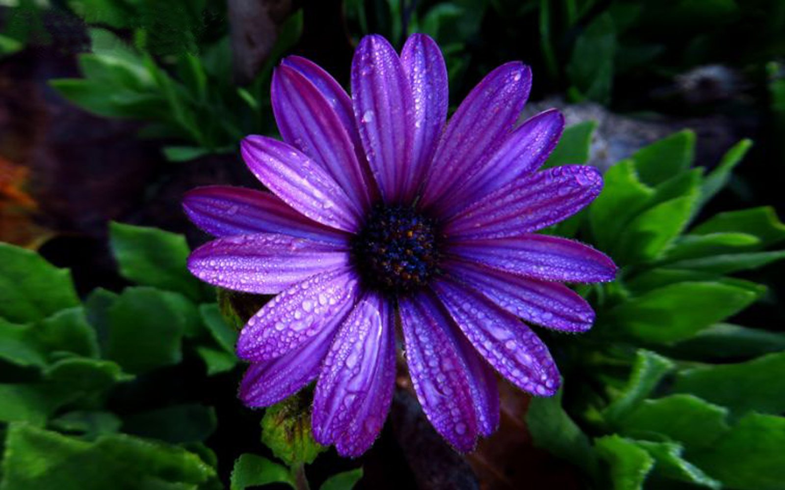 Aster Flower  Dark  Purple Color With Water Droplets Full Hd  