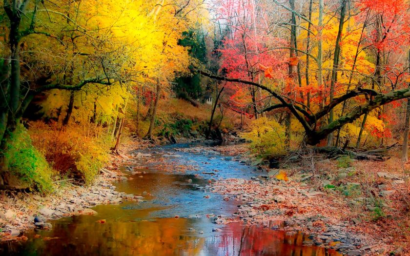Autumn Variety Of Color Trees With Yellow Green Leaves And Red River ...