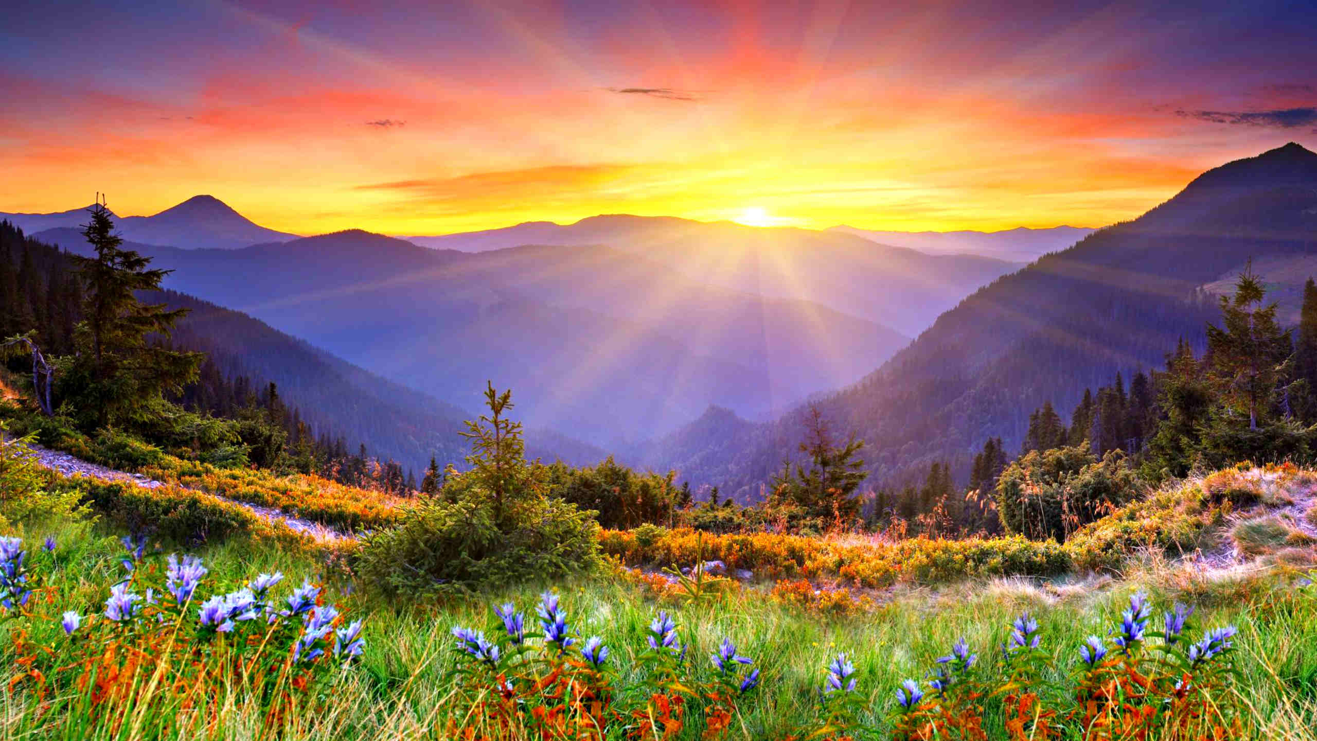 Awesome Sunset Sun Rays Forested Mountains, Beautiful Mountain Flowers