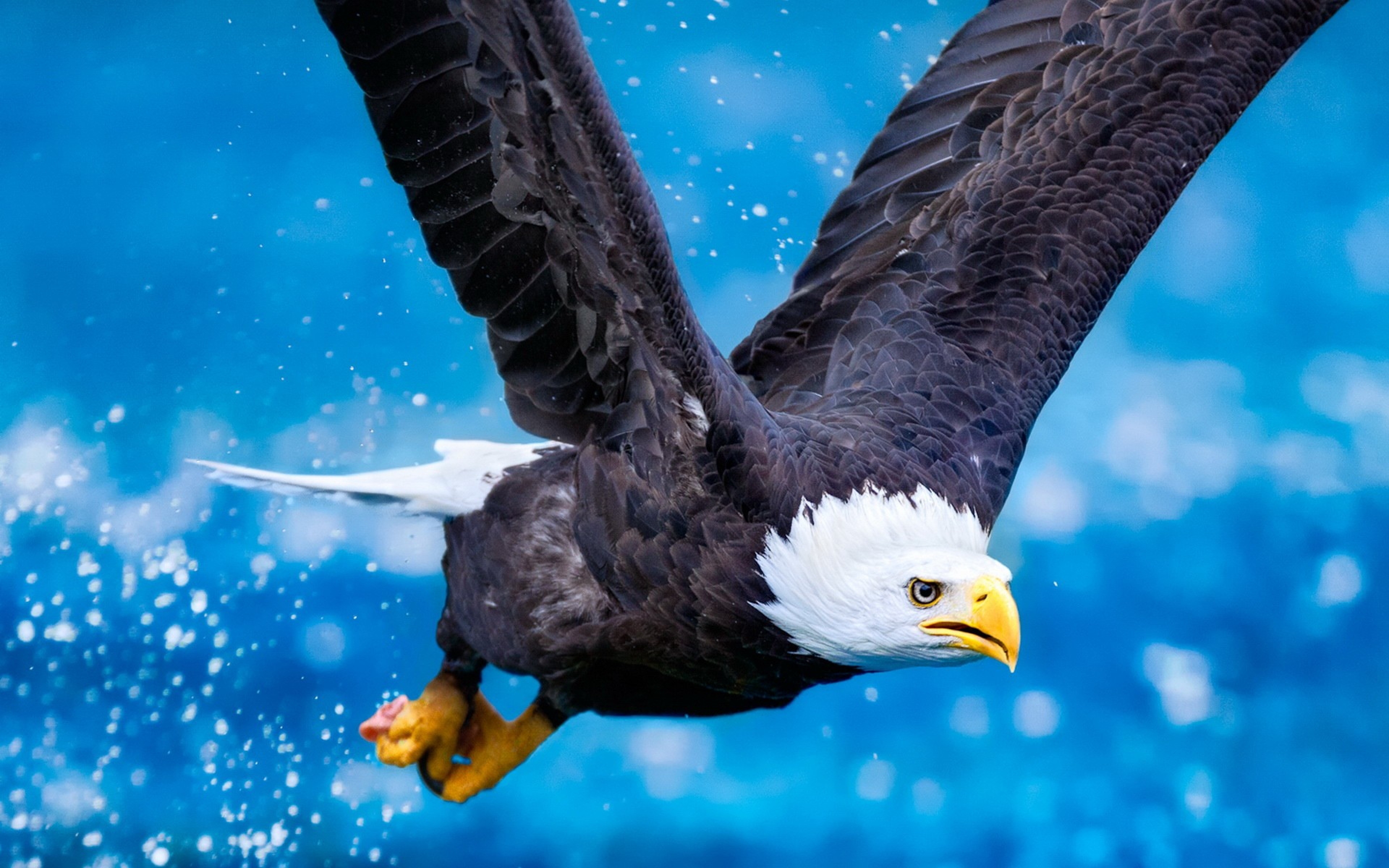 Bald Eagle In Flight Bird Of Prey Predator Beautiful Picture With Blue
