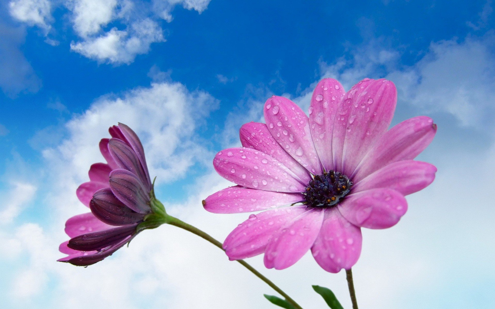 Beautiful Flower With Soft Pink Blue Sky And White Clouds Desktop