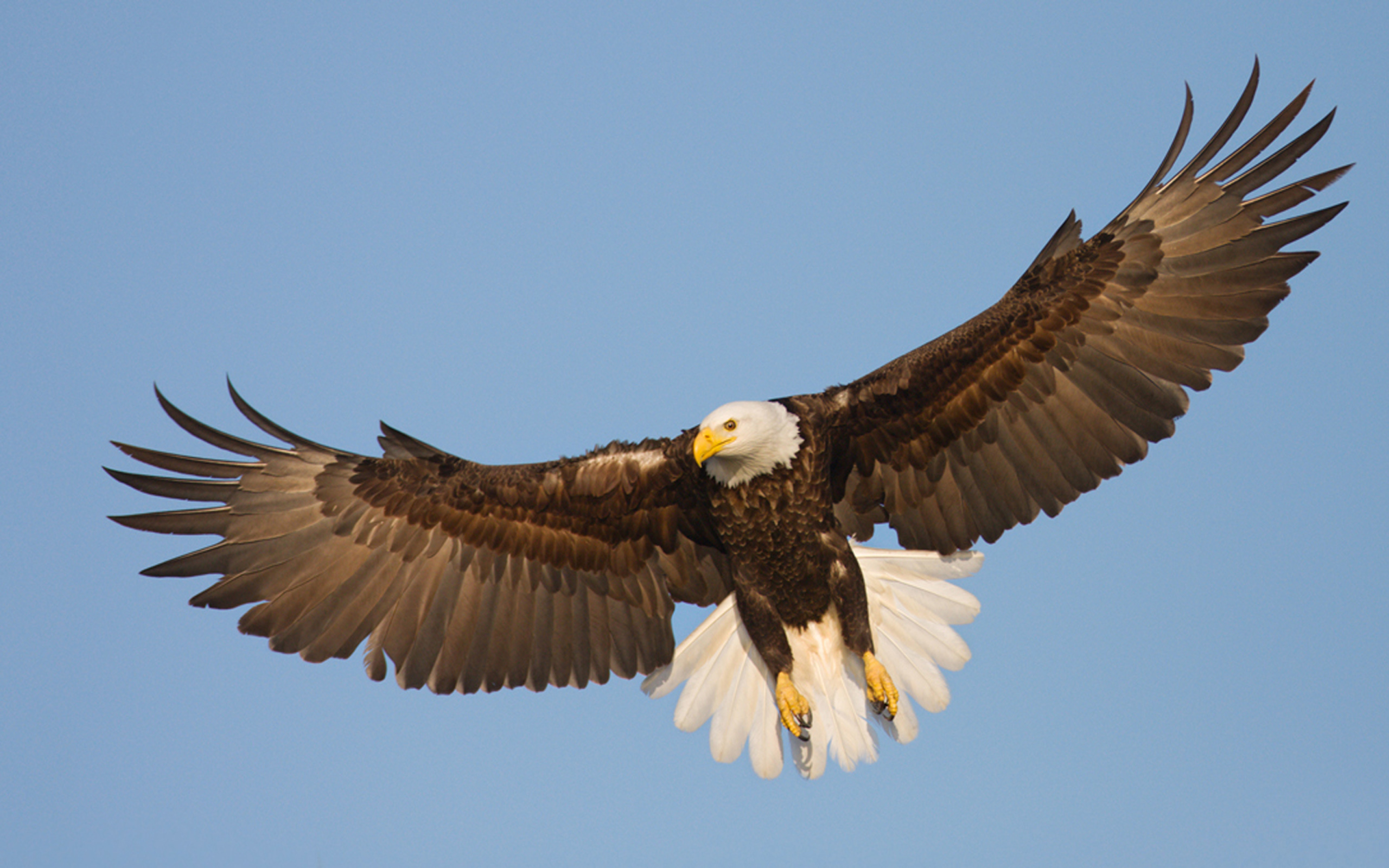 Beautiful Raptor Bald Eagle In Flight, Wings Spread Wallpaper Hd