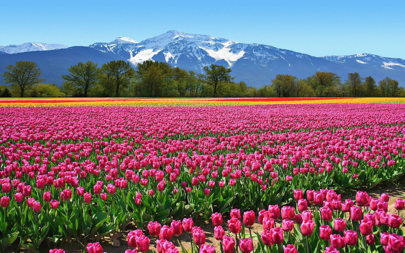 Field Tulips Pink Flowers From The Netherlands Wallpaper Hd