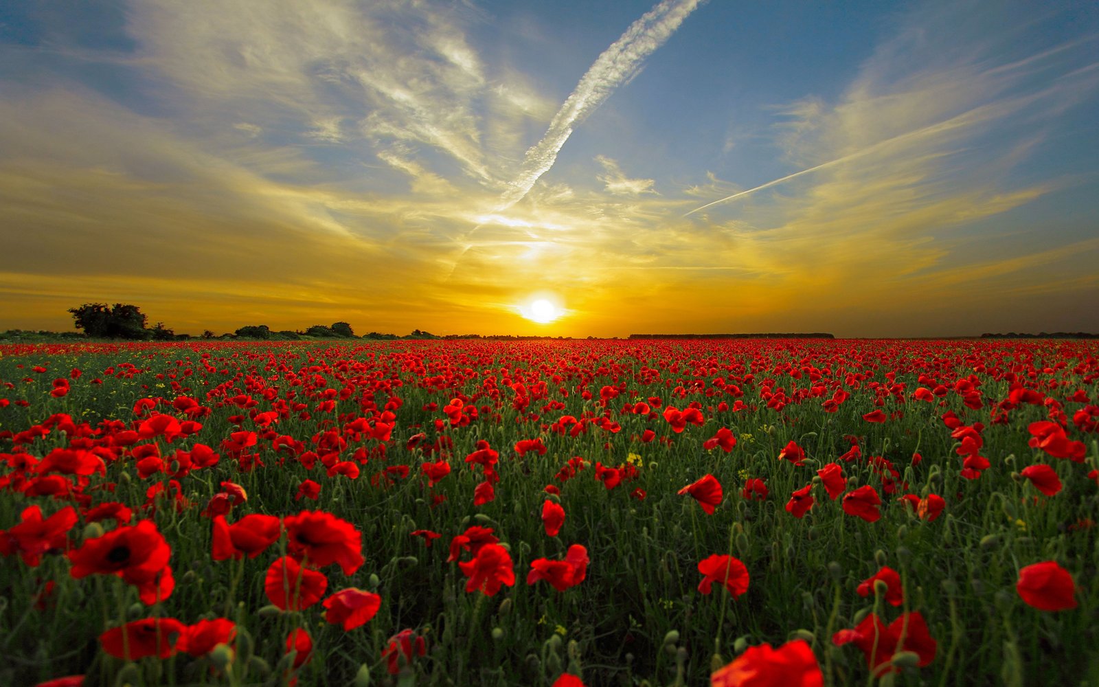 Field With Red Poppies, Blue Sky, Sunset Orange Cloud Hd Wallpaper