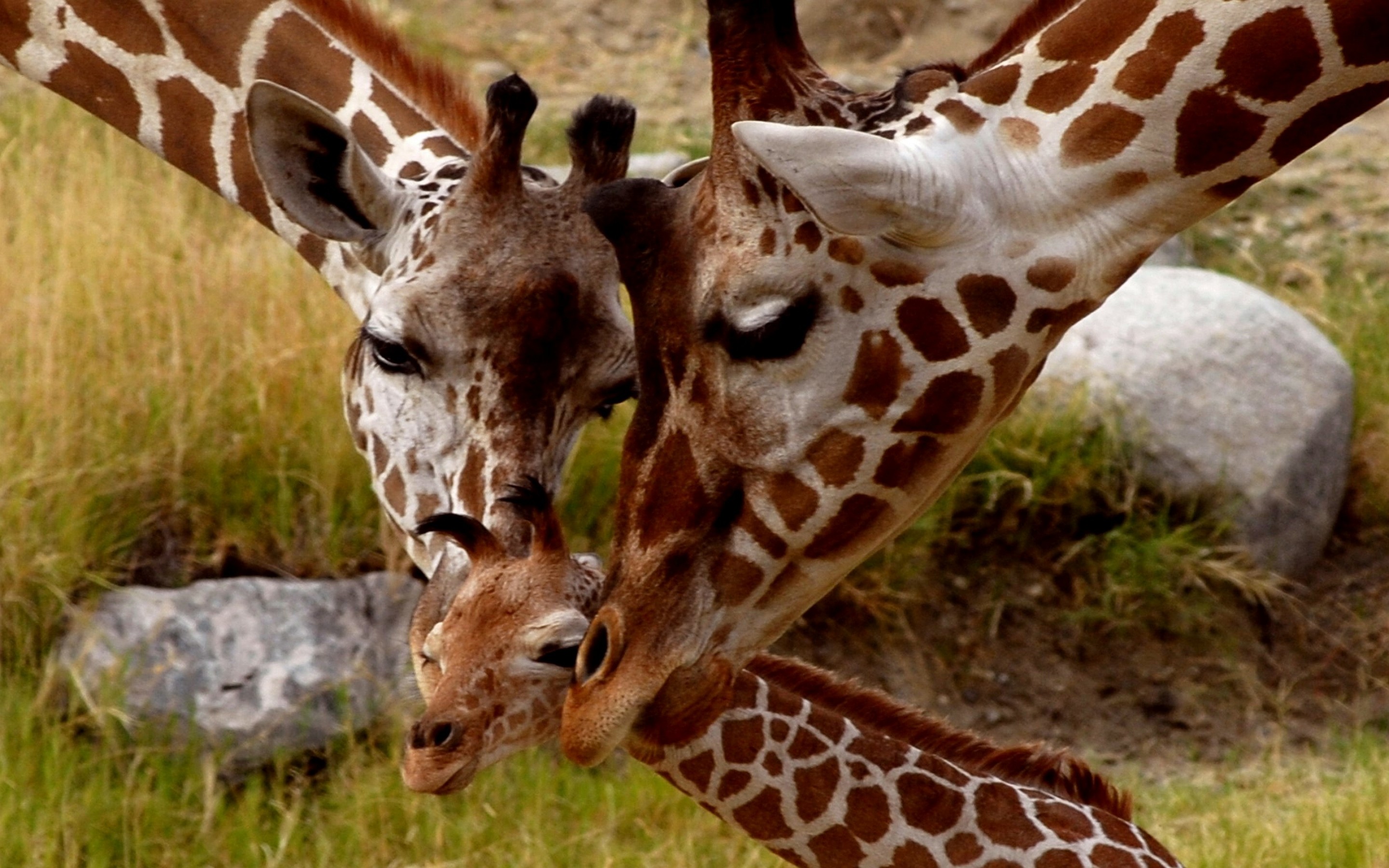 Как ведут образ жизни животные. Жираф. Семья животных. Семья Жирафов. Красивые Жирафы.