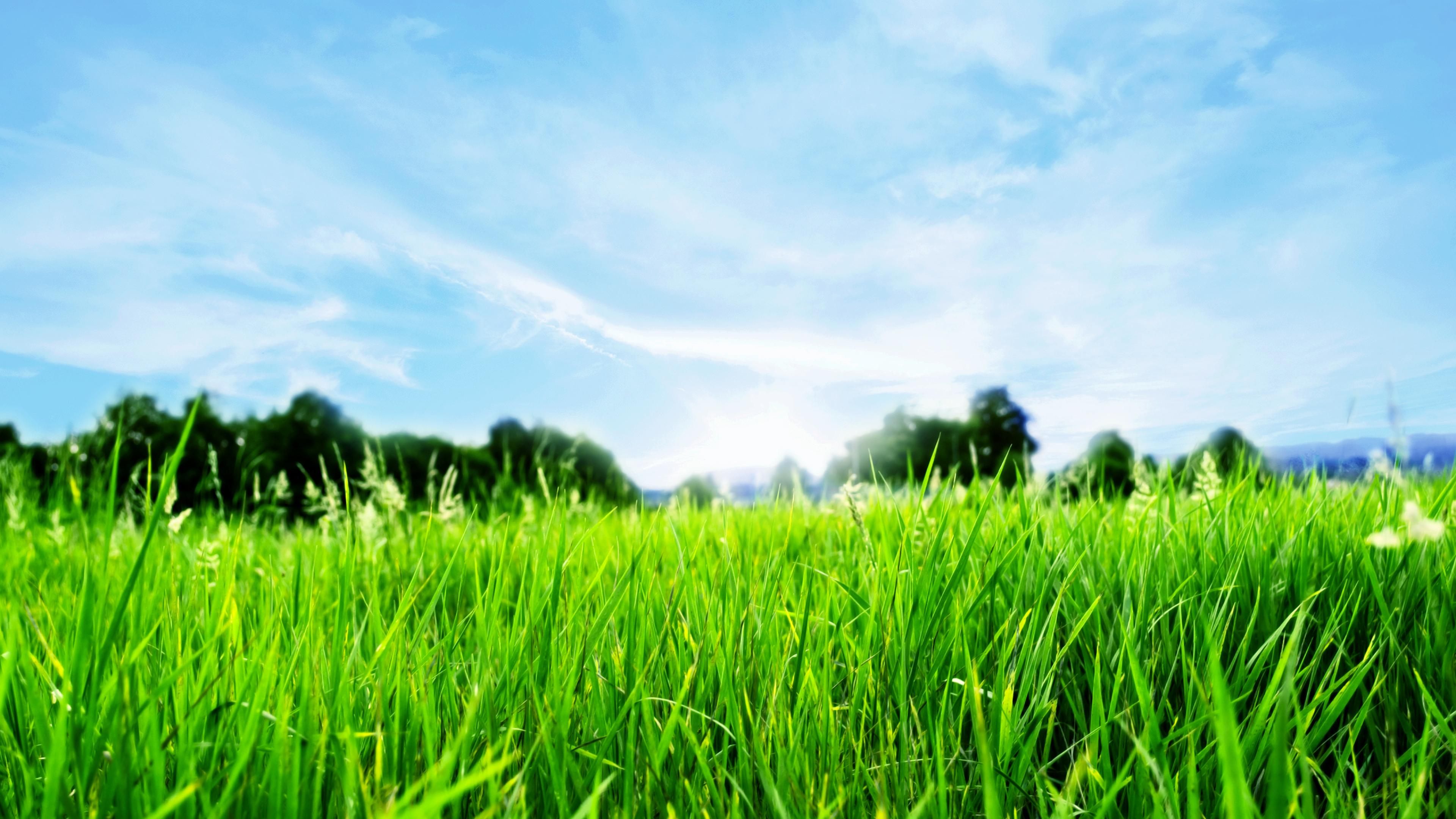 Свежесть земли. Зеленая трава. Зеленое поле. Трава и небо. Сочная трава.