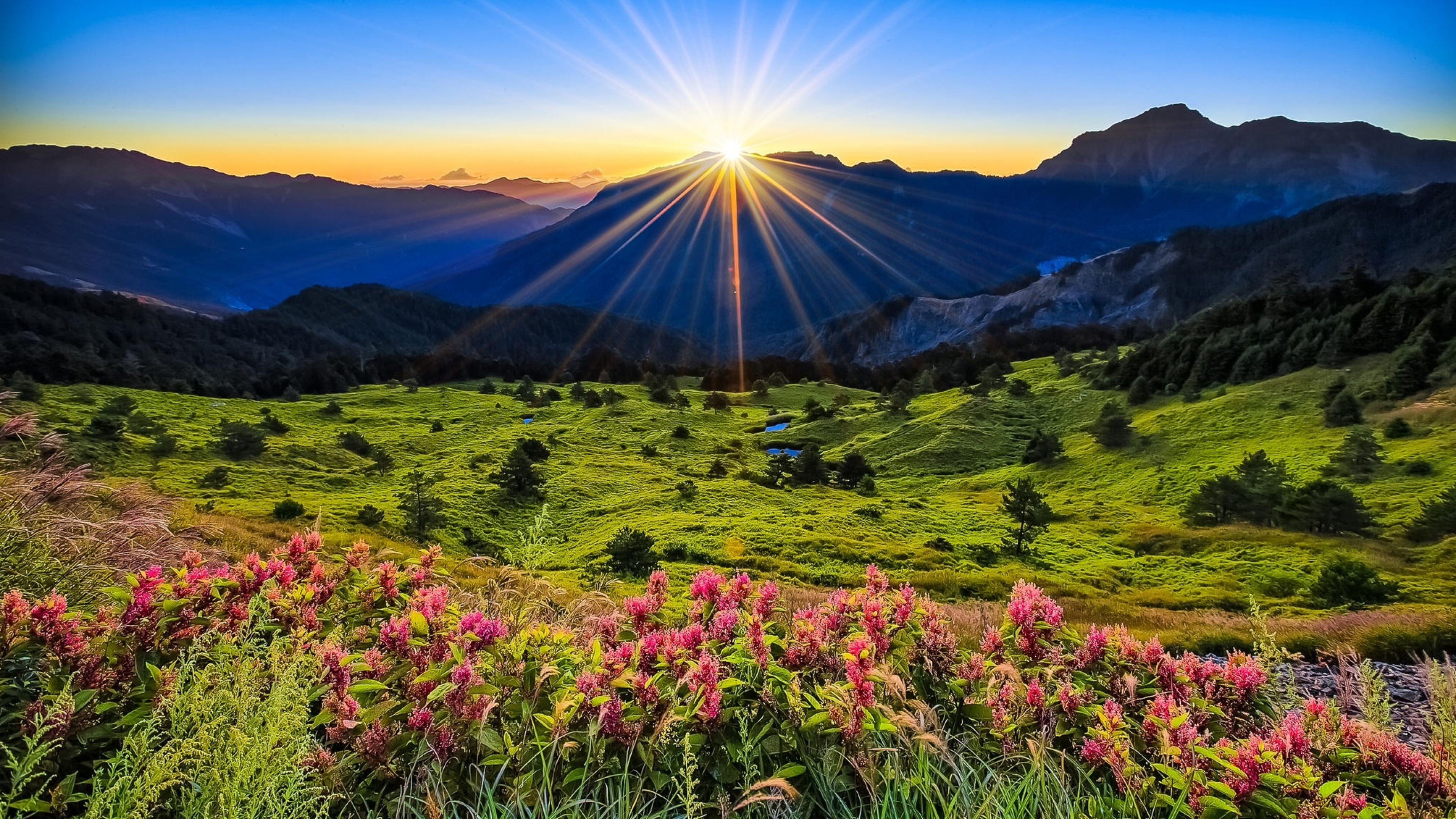 Landscape Nature Pink Flowers Green Grass Meadow With Sun Rays Sunrise ...