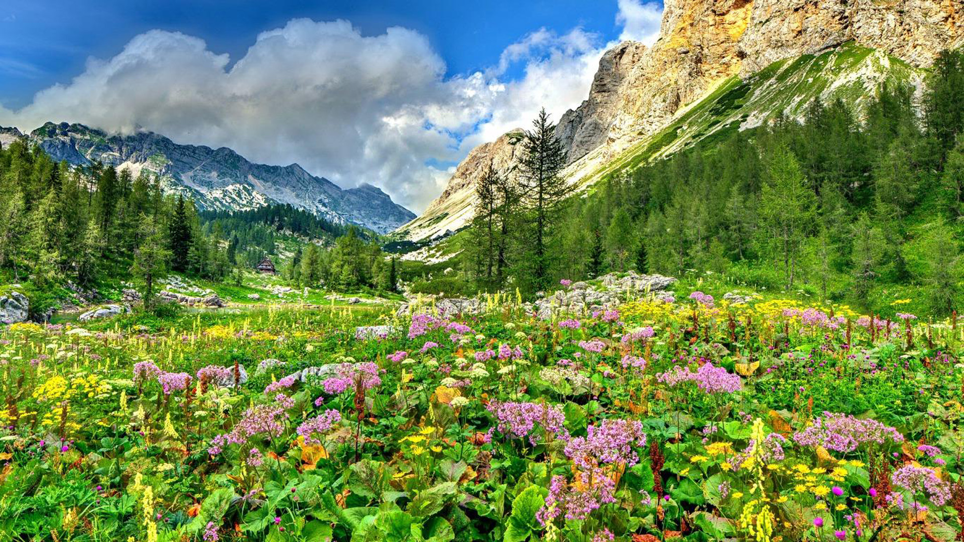 Landscape-nature-spring-flowers-and-mountains-rocky-mountain-peaks-blue-skies-and-white-clouds-Desktop-Wallpaper-full-screen.jpg