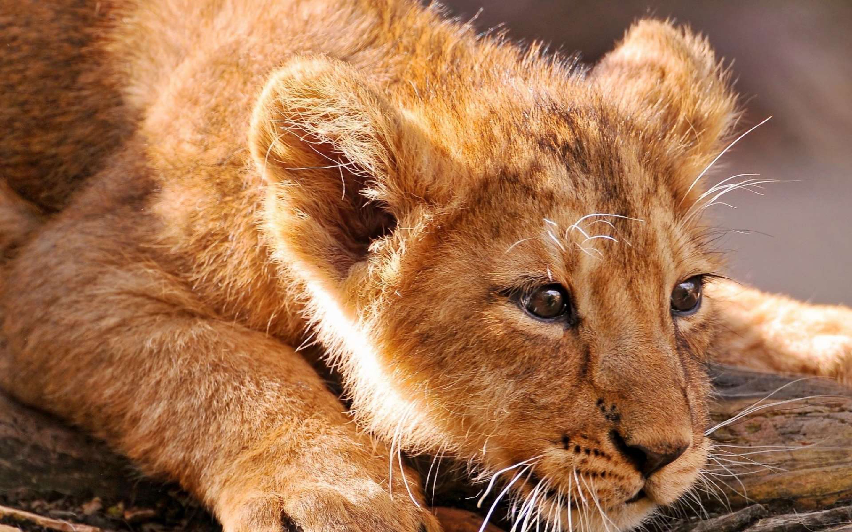 Самые красивые звери. Лев обои. Львёнок. Красивое животное. Милые львята.