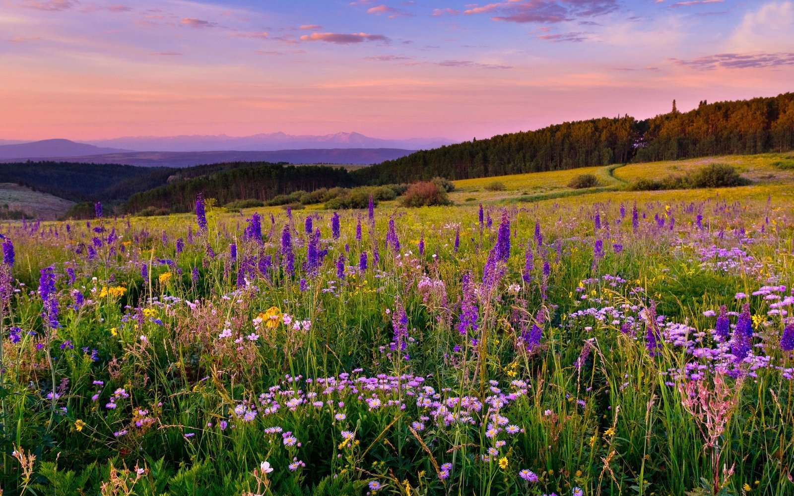 Meadow With Mountain Herbs In Different Colors Forest With Pine Trees