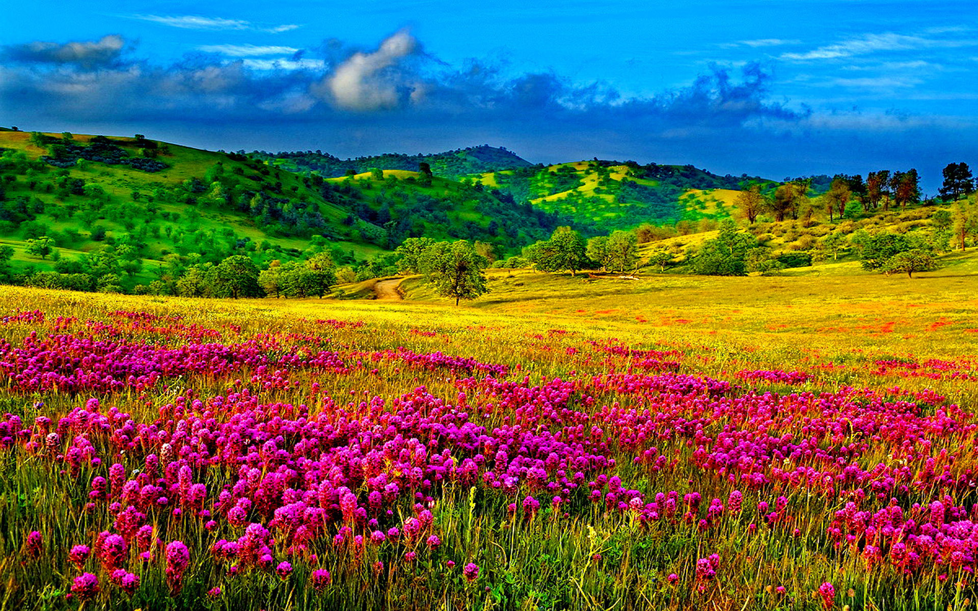 Meadow with purple flowers hills with trees and green grass sky clouds Desktop Wallpaper HD resolution 1920x1200