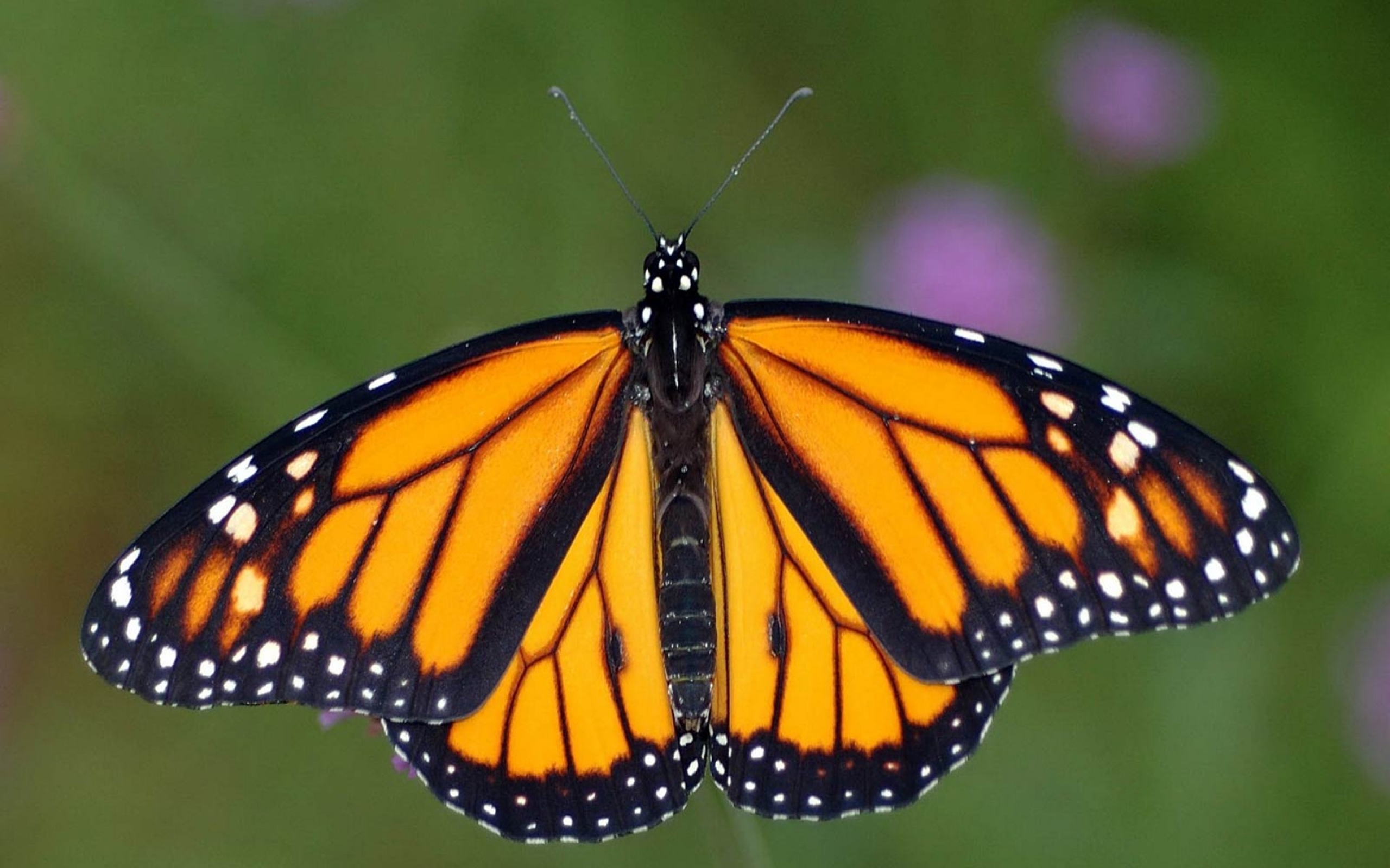 Download Monarch Butterfly (danaus Plexippus) Is A Milkweed Butterfly (subf...