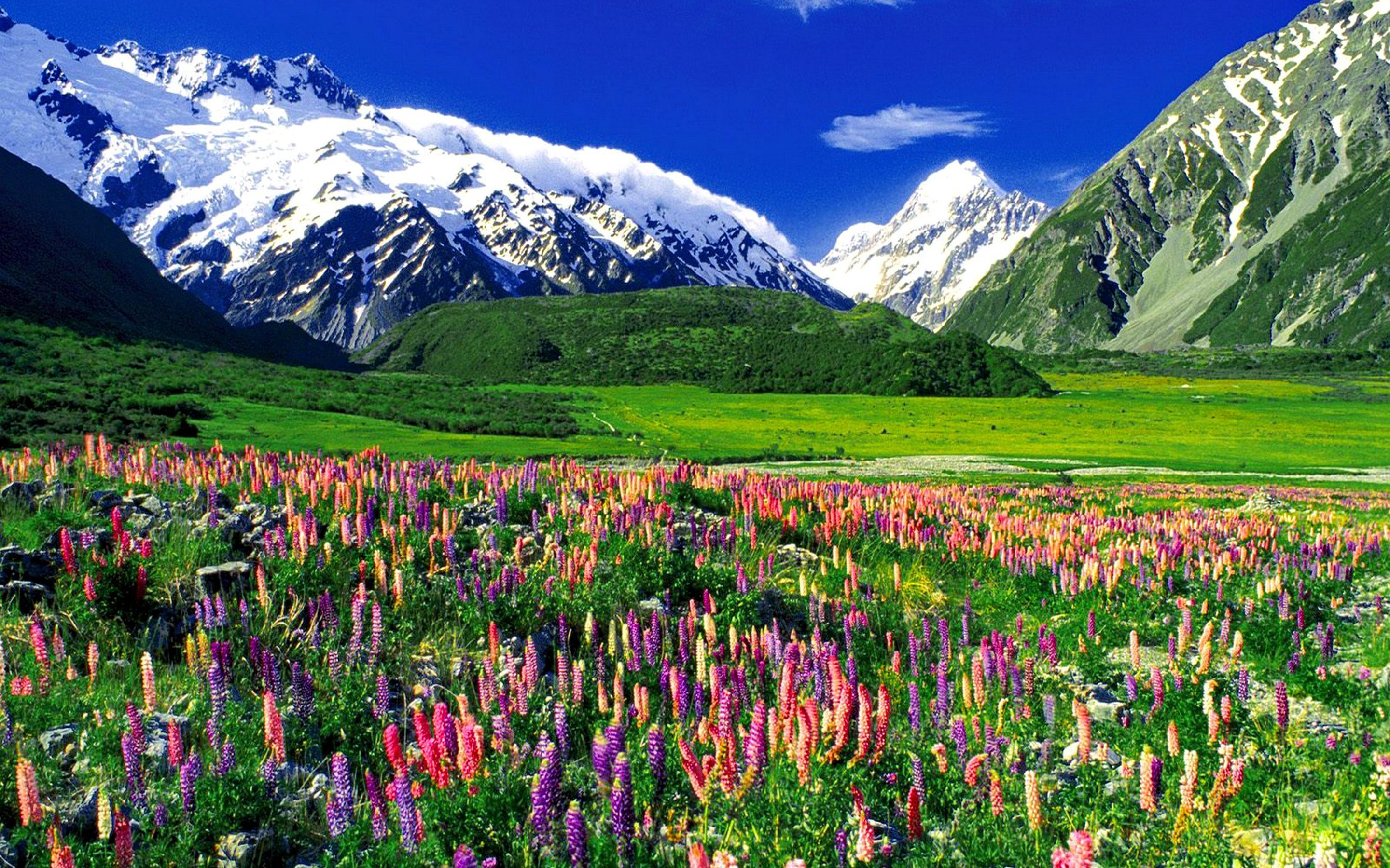Mountain Landscape Mountain Lupine Flowers, Meadow With ...