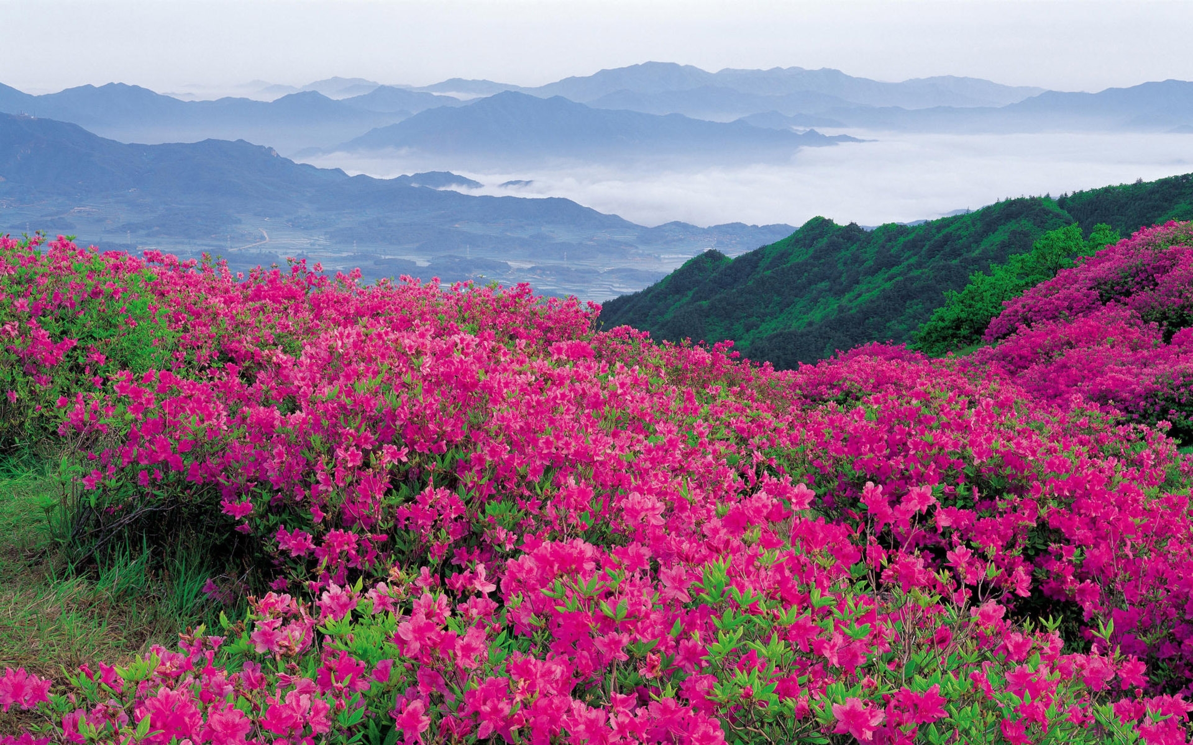Nature Landscape Mountainous Pink Flowers And Green Forest Horizon With Distant Mountains Fog Hd Wallpaper : Wallpapers13.com