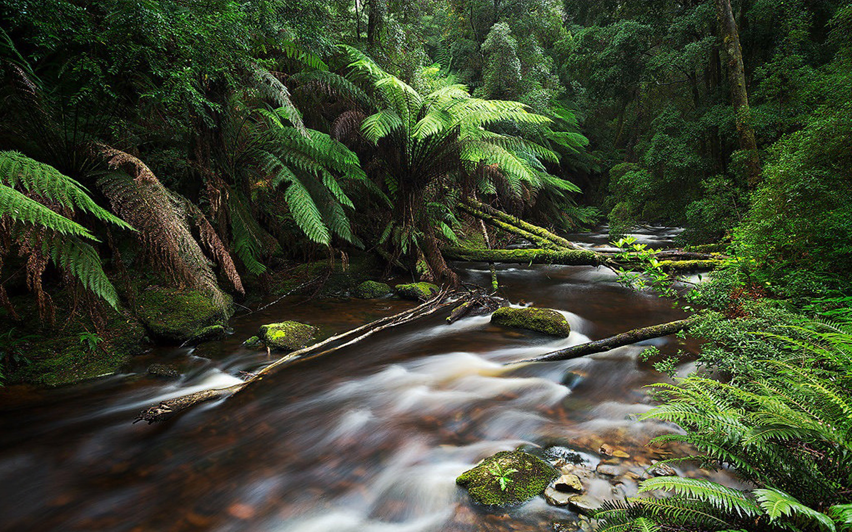 Nelson River Tasmania Australia Jungle Thick Green Vegetation, Forest